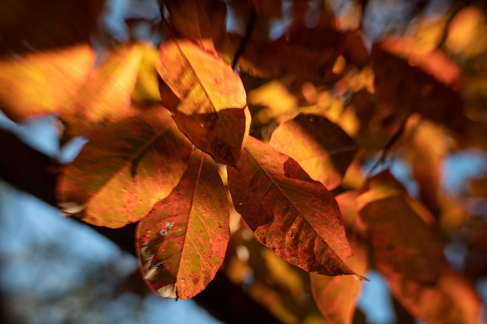 Copper