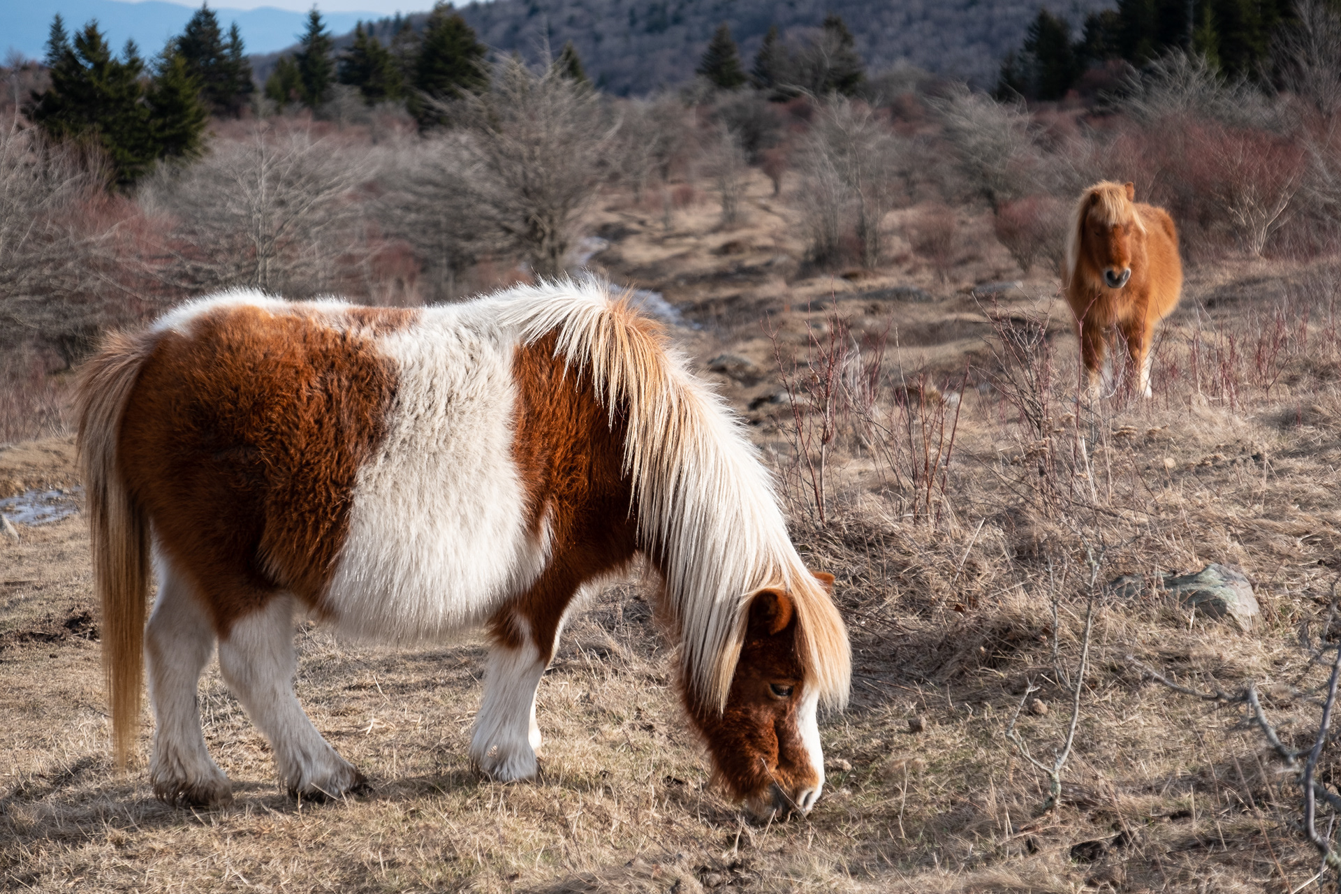 Grayson Highlands Ponies