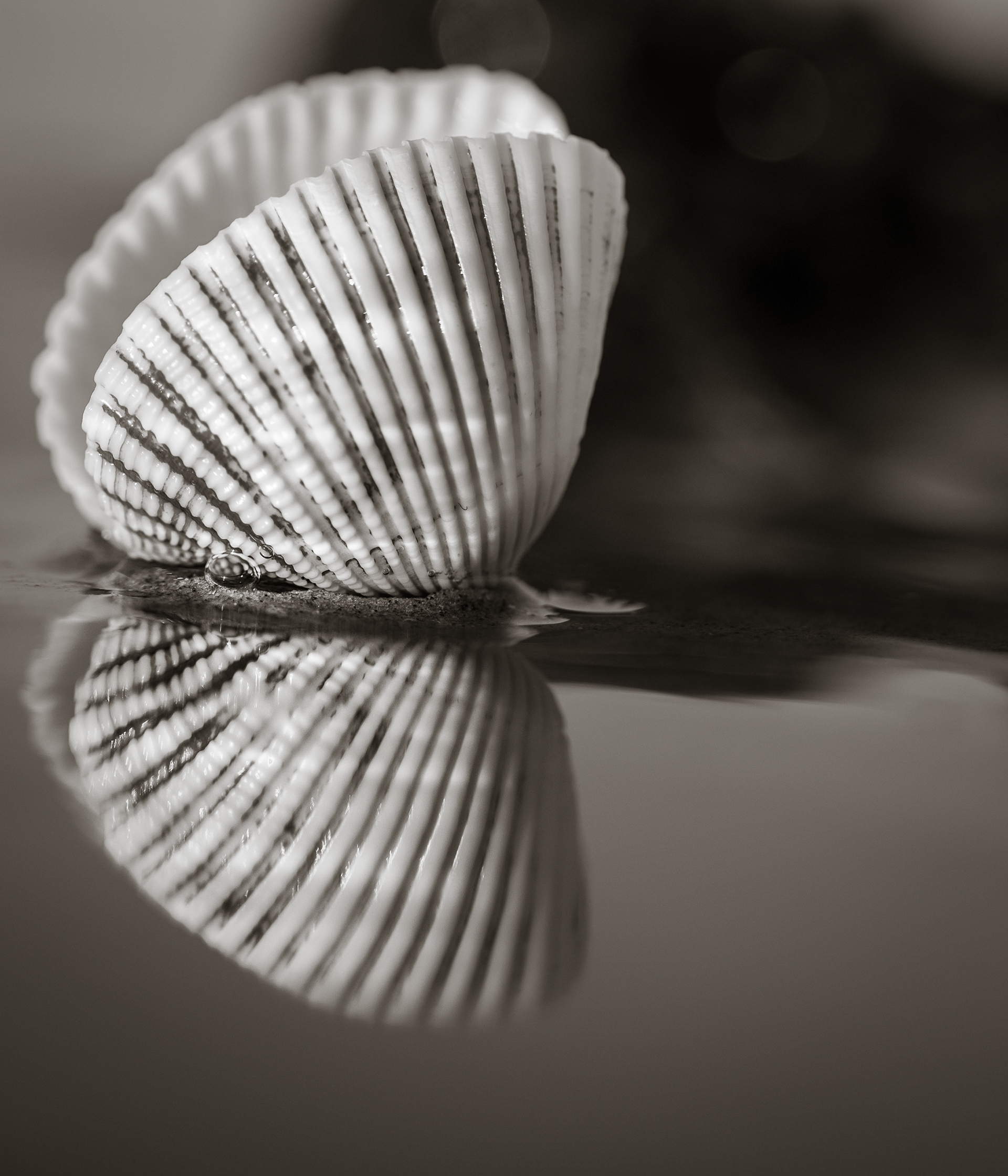 La Coquille