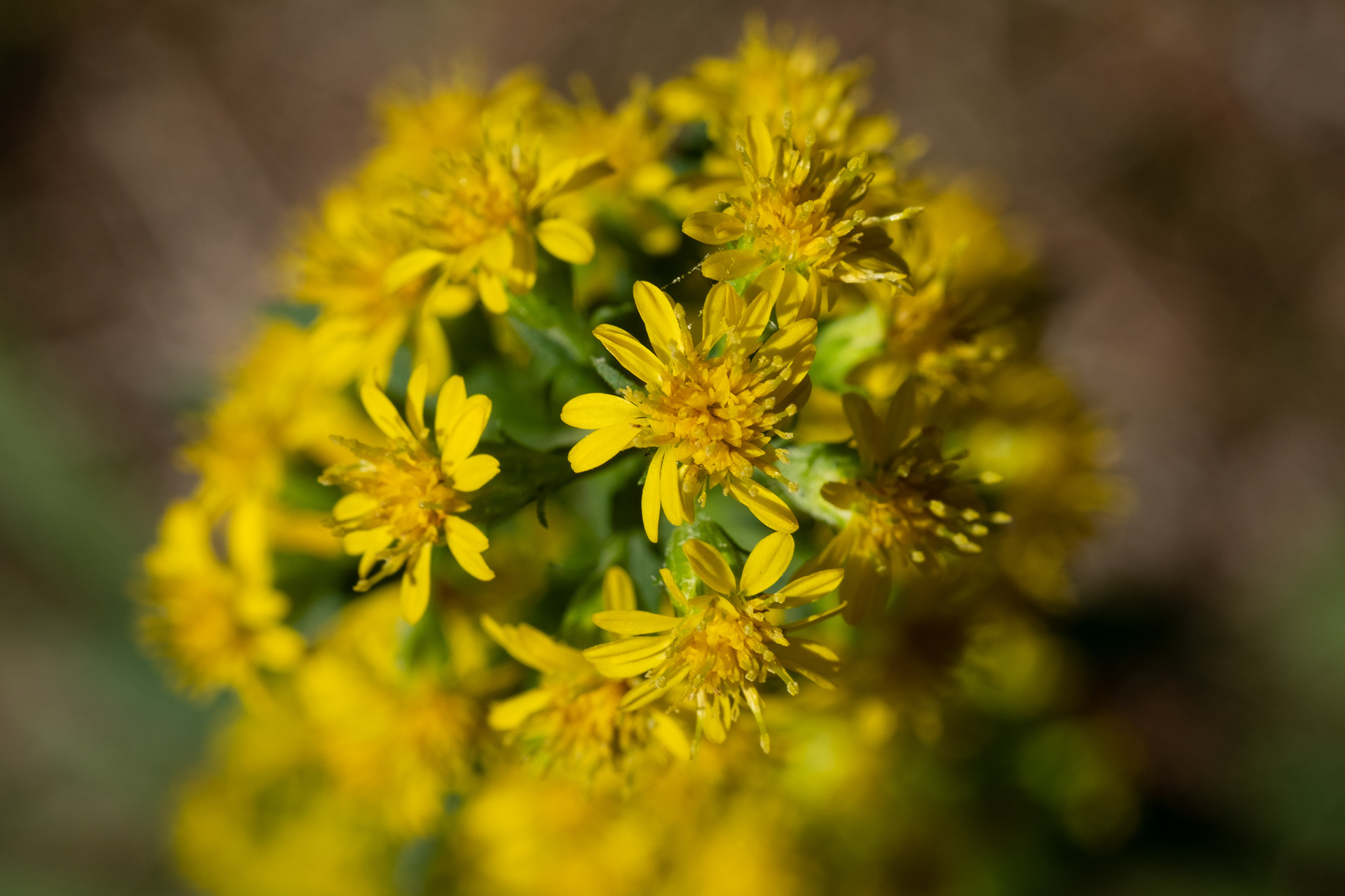 Yellowhead