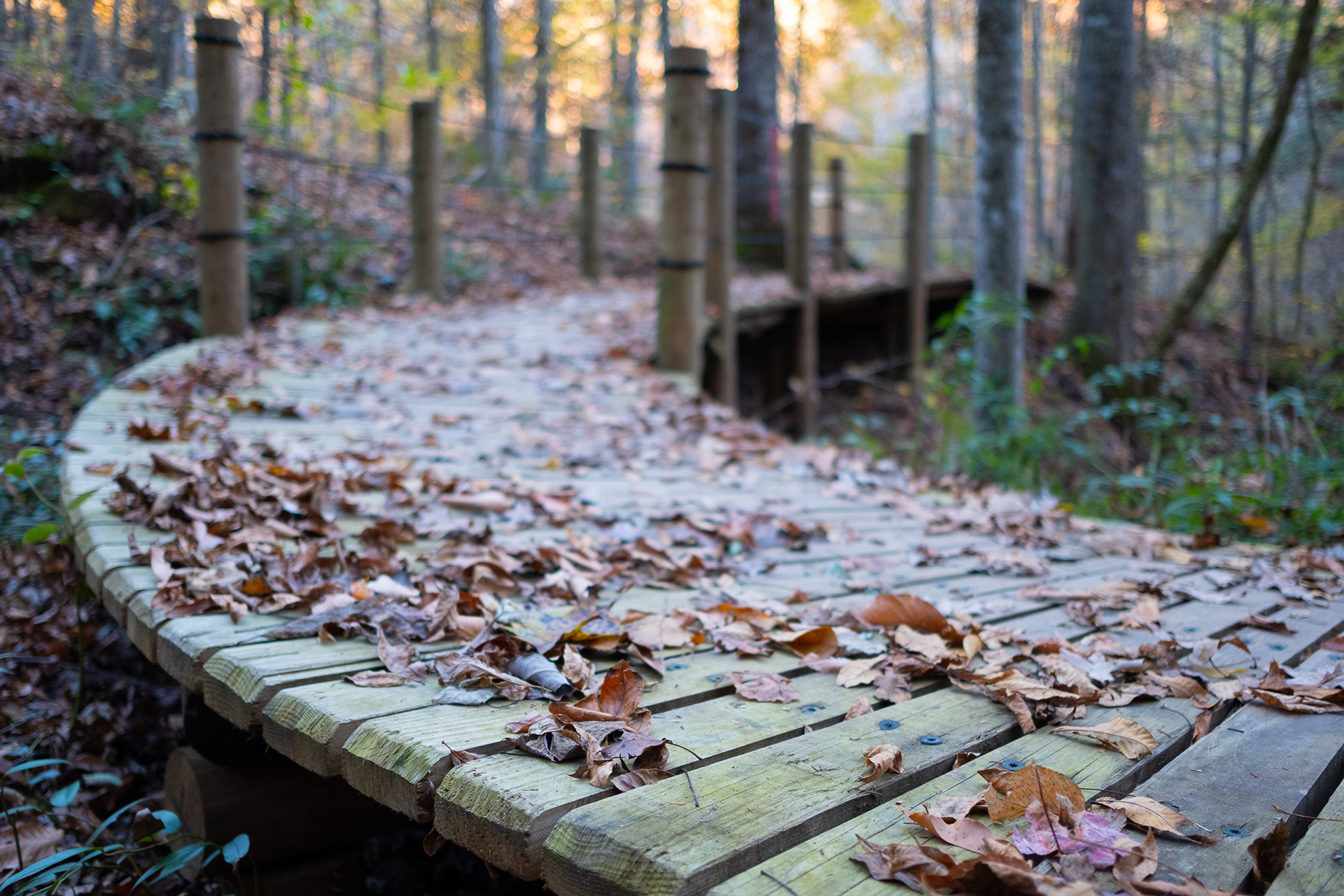 Boardwalk Leaves