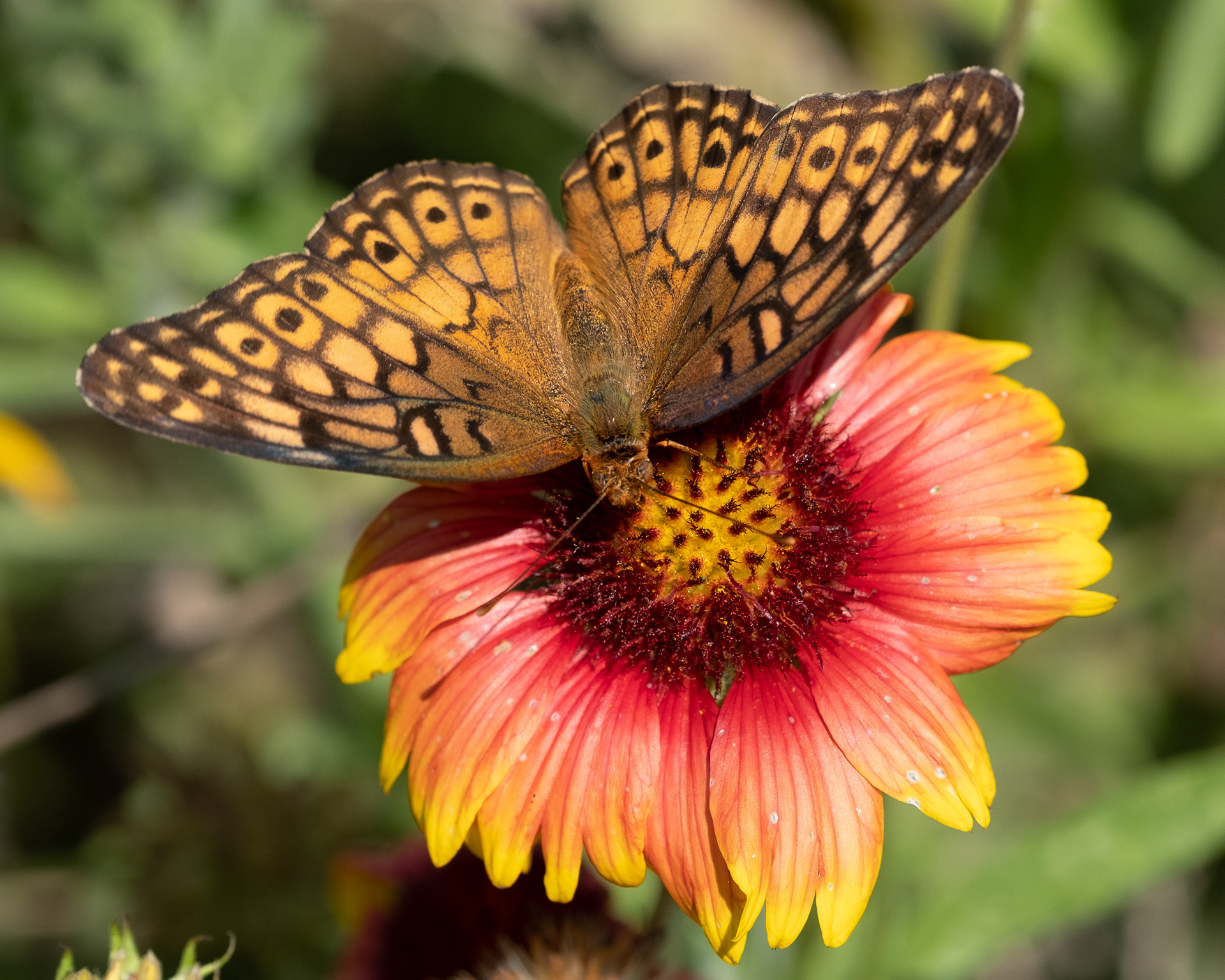 Fritillary