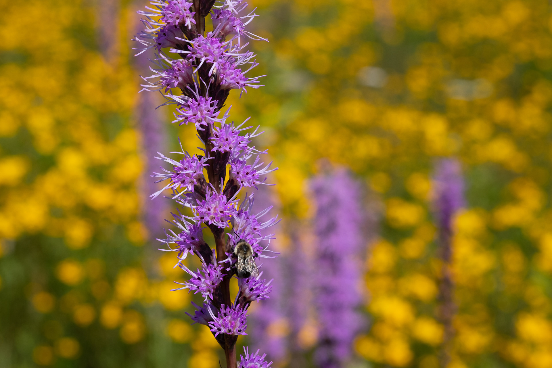 Blazing Star