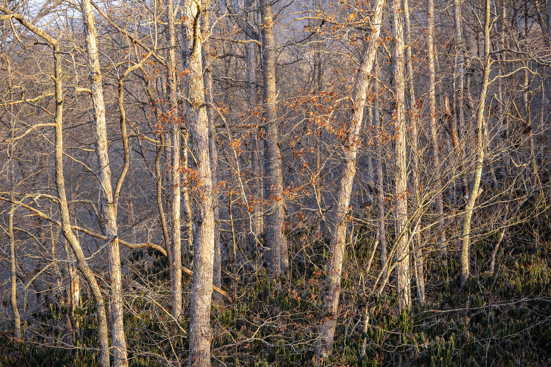 Soft Light