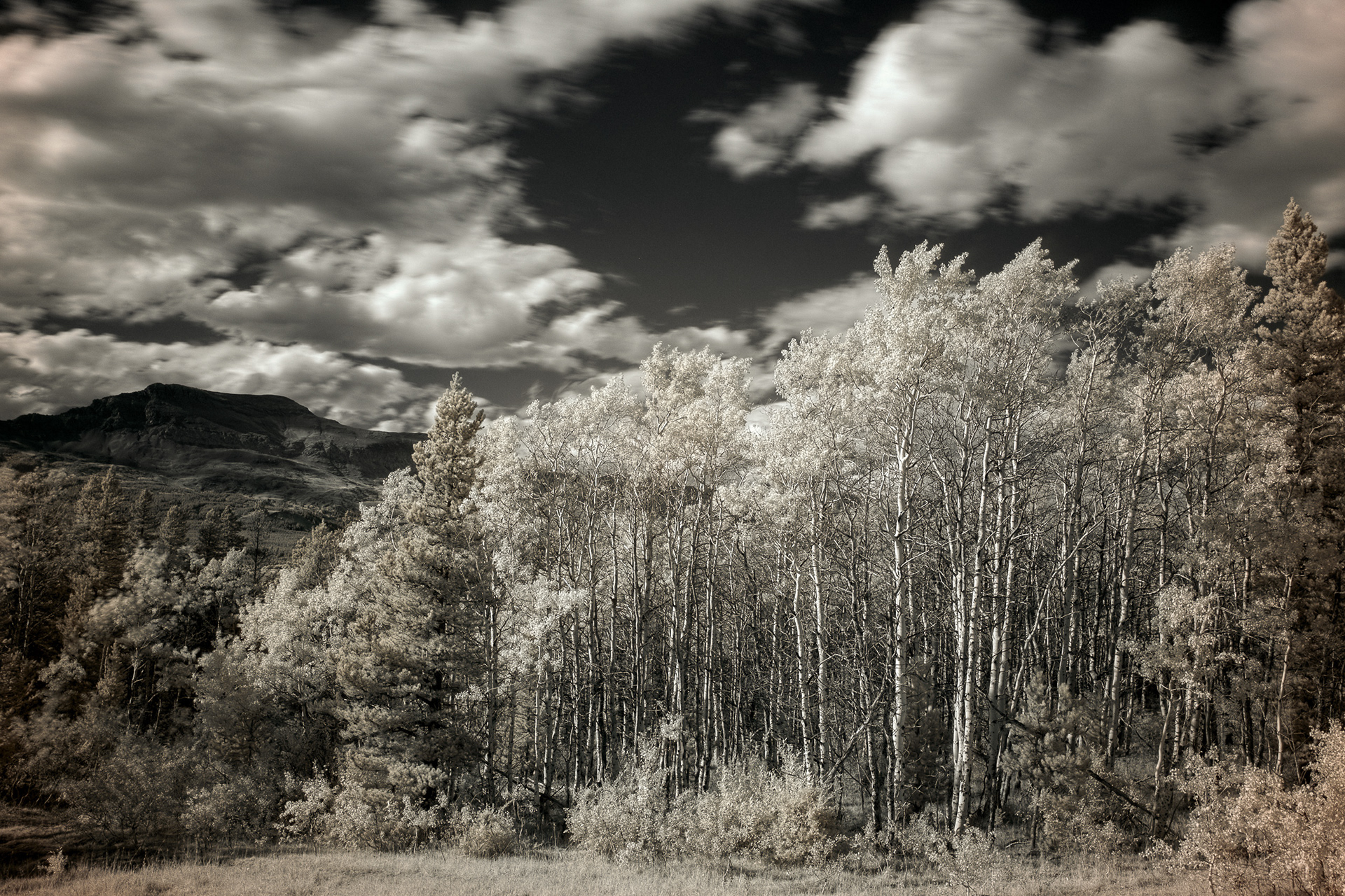 Lewis & Clark National Forest IR