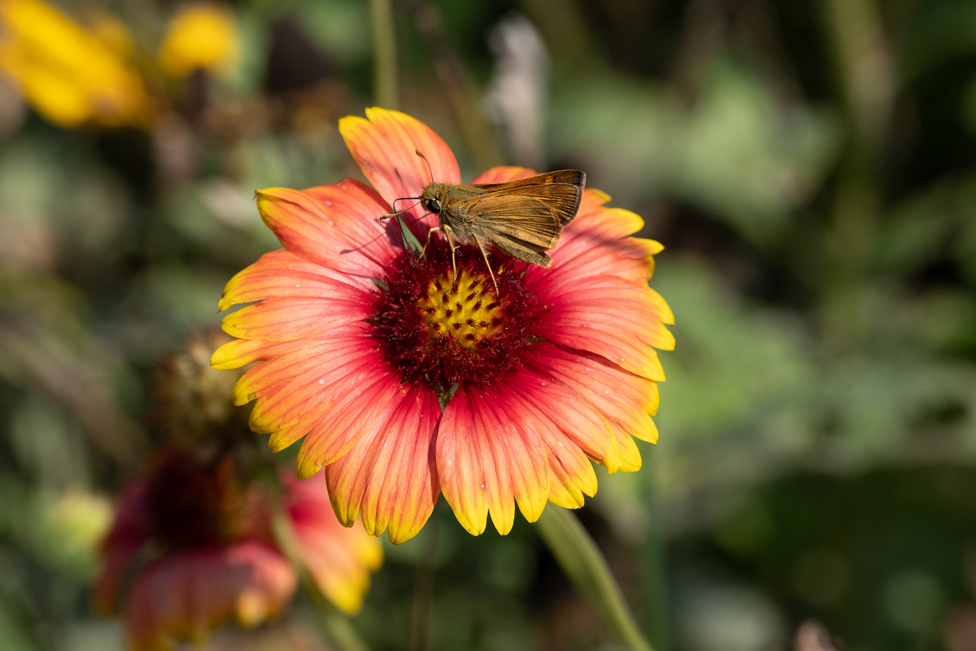 LBB Little Brown Butterfly
