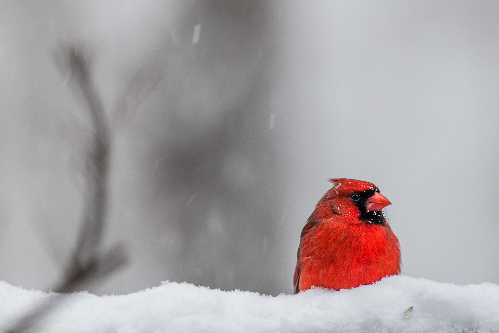 Winter Cardinal