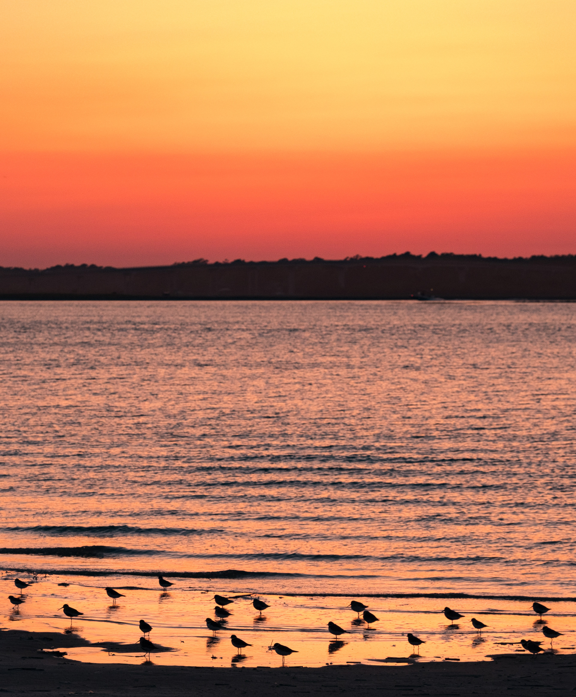 The Early Bird