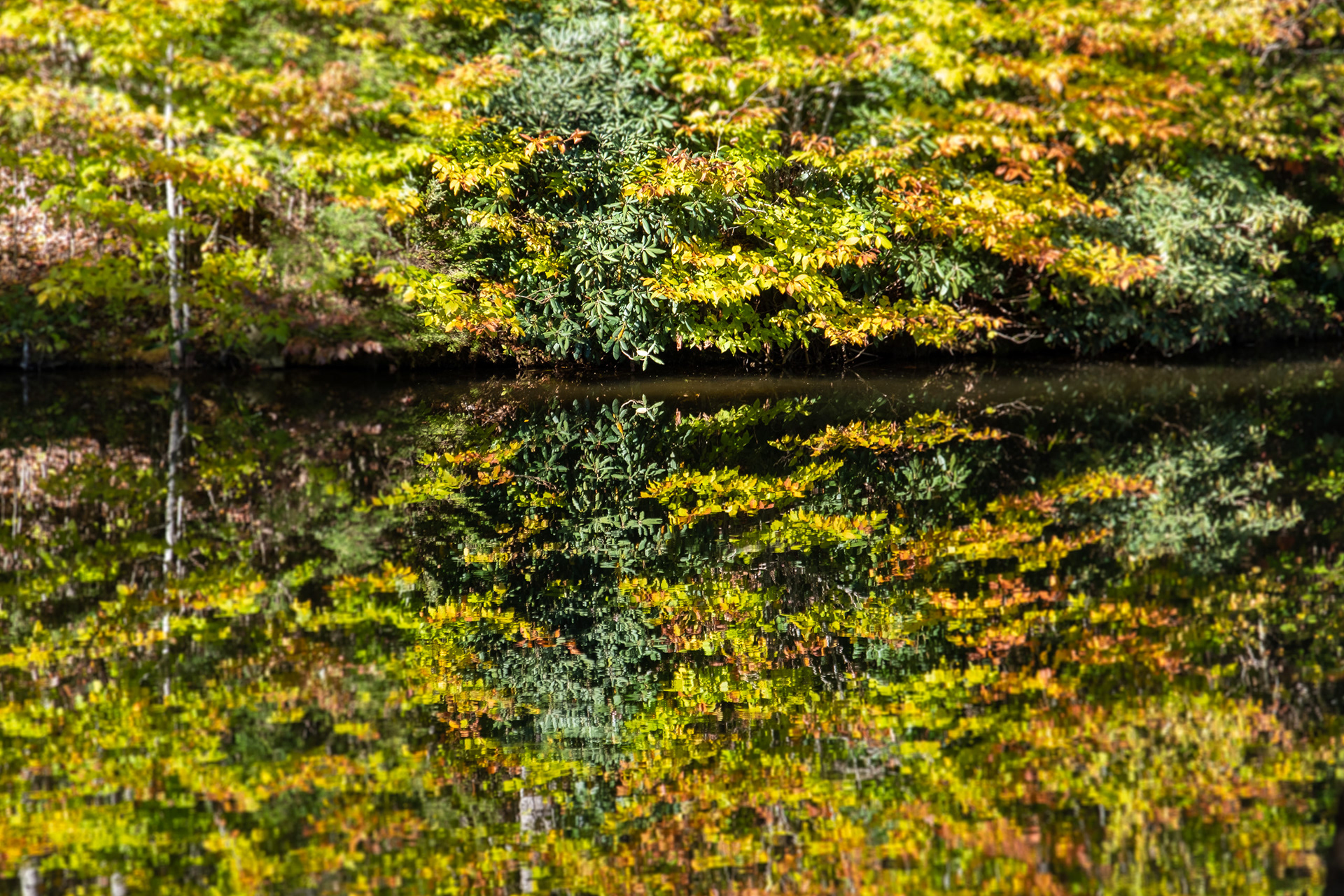Reflections
