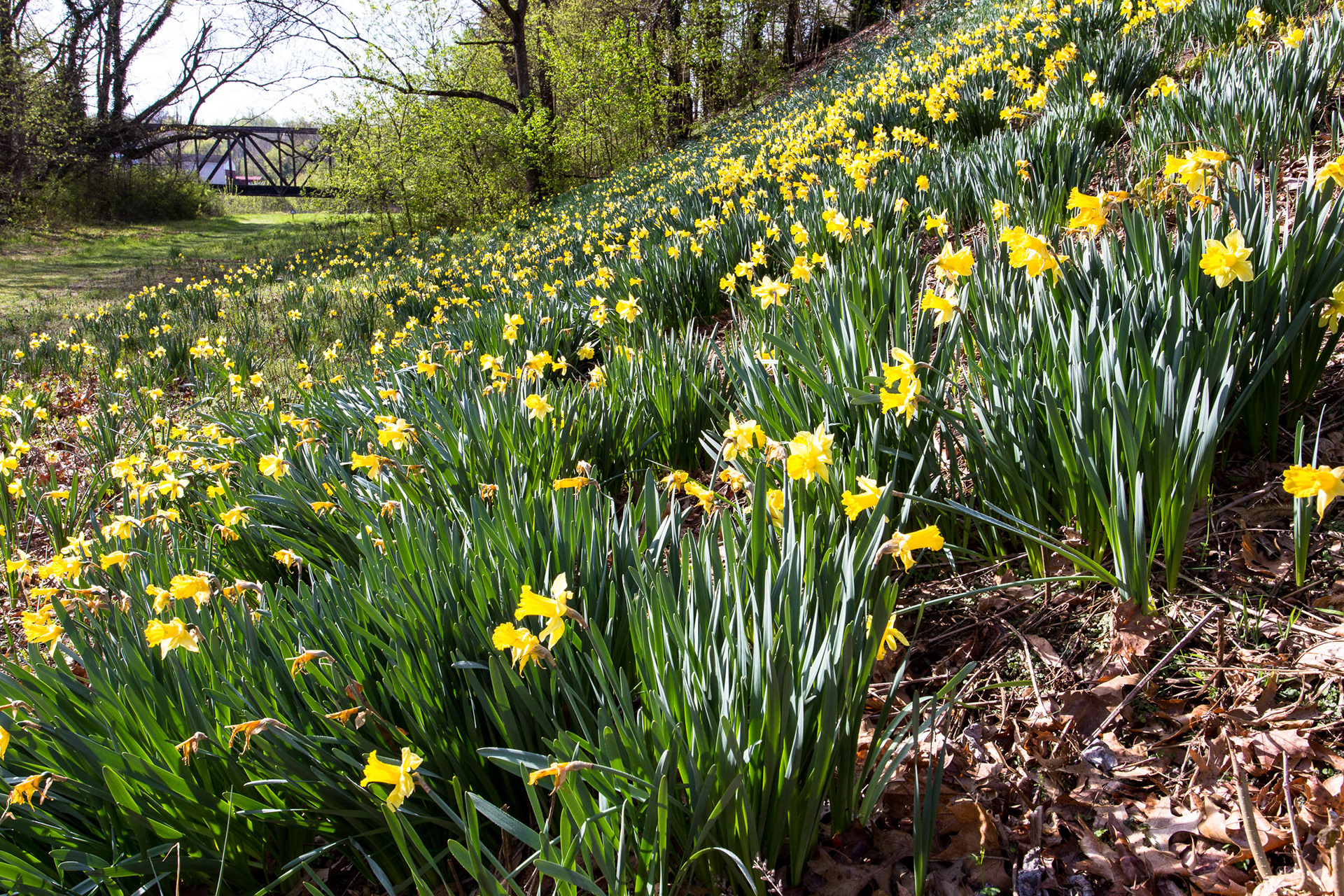 Elkin Daffs