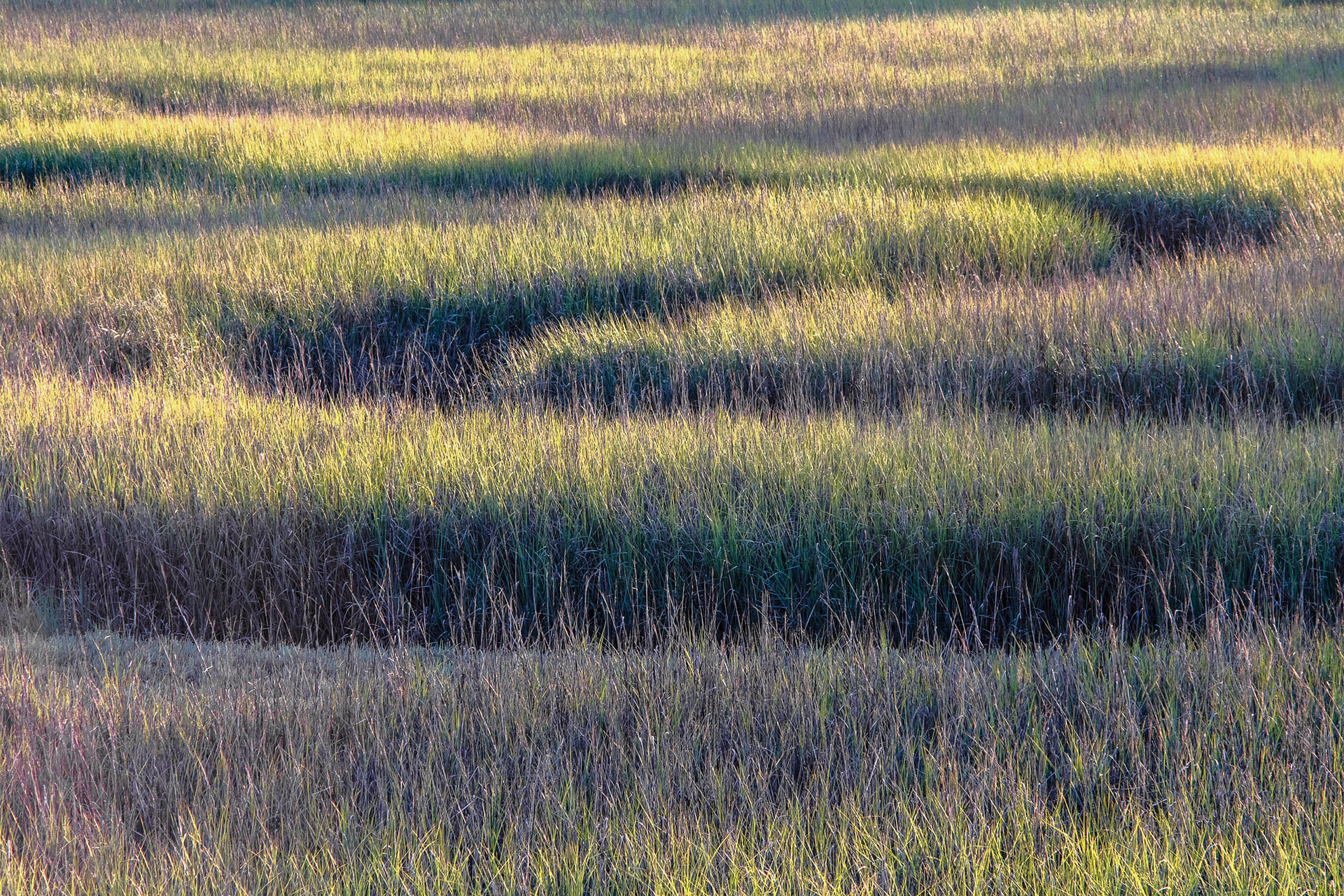 Marsh Maze