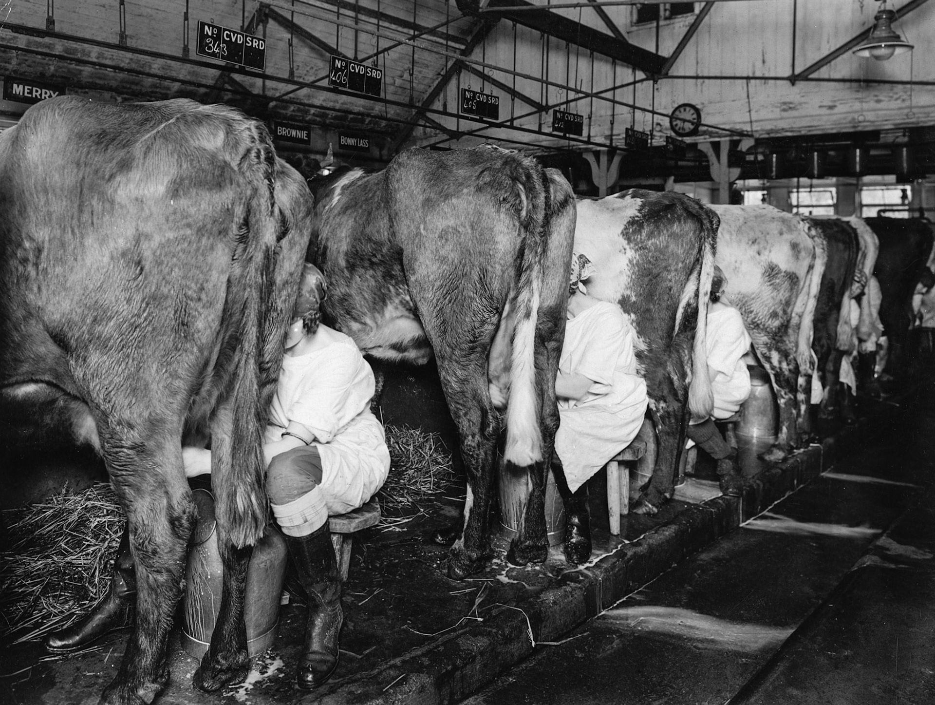 1928 Milking at College Farm (Courtesy Paul Smith)