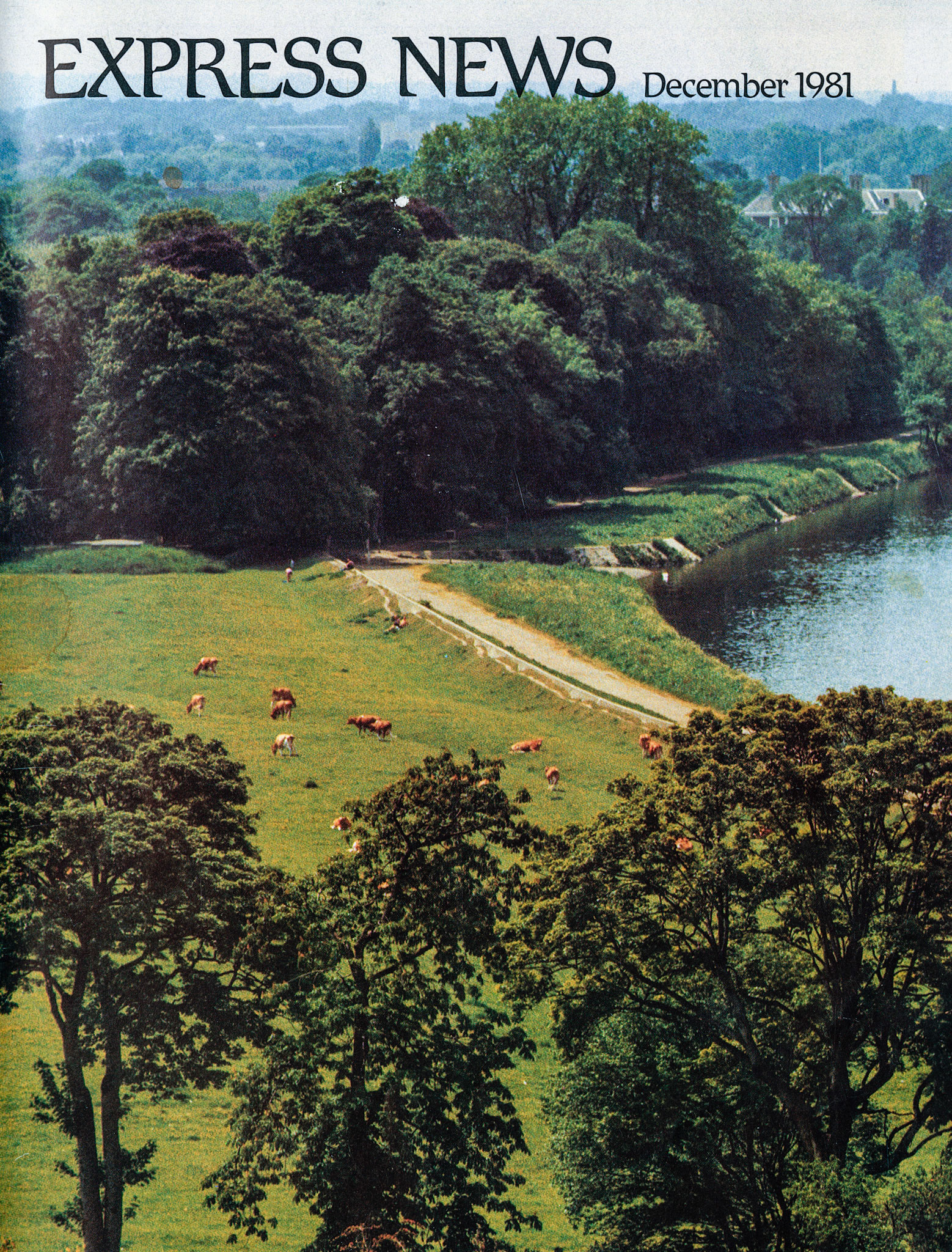1981 Views over South London and Surrey as seen from Richmon Hill (Express Jersey cows in the field below, at Petersham Farm)