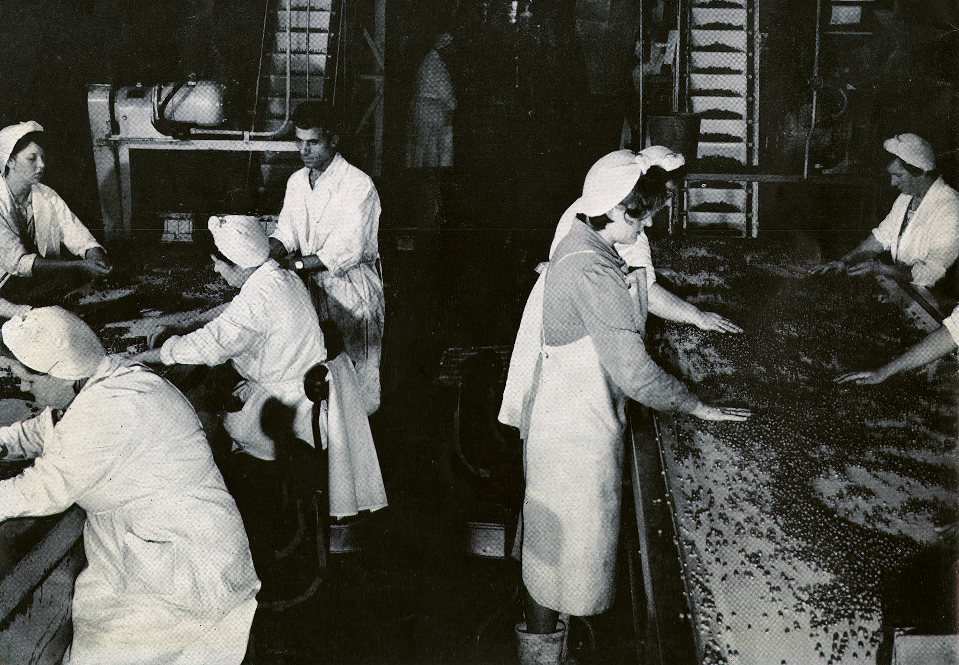 1963 Goldhanger Fruit Farm, Essex. Sorting peas after blanching. (Express News Autumn)