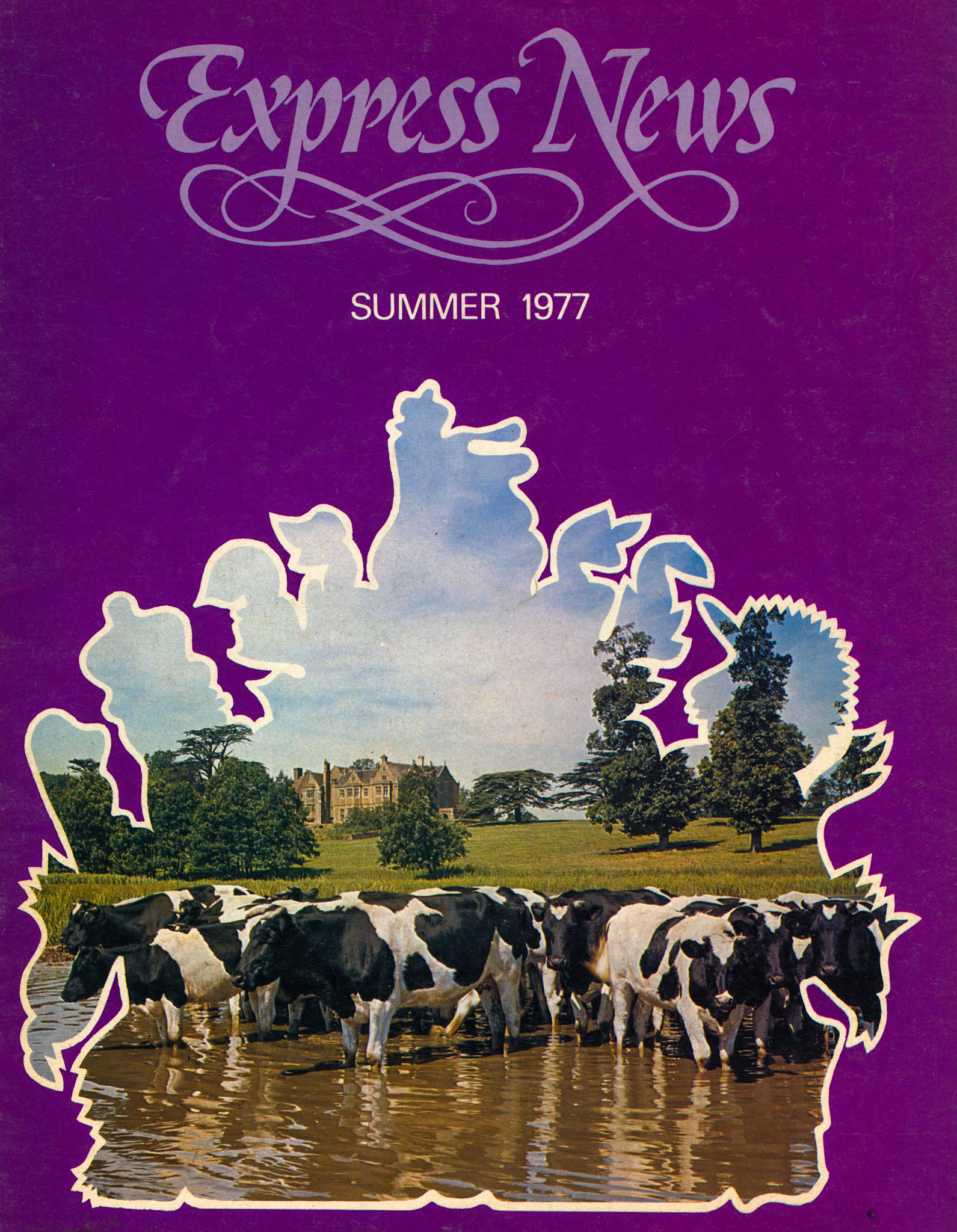 1977 Friesian Cows at Fawsley, Northamptonshire