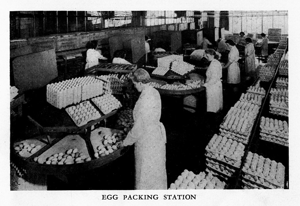 1954 Express Egg Packing Station.  (Express Salesman's Manual Fourth Edition)