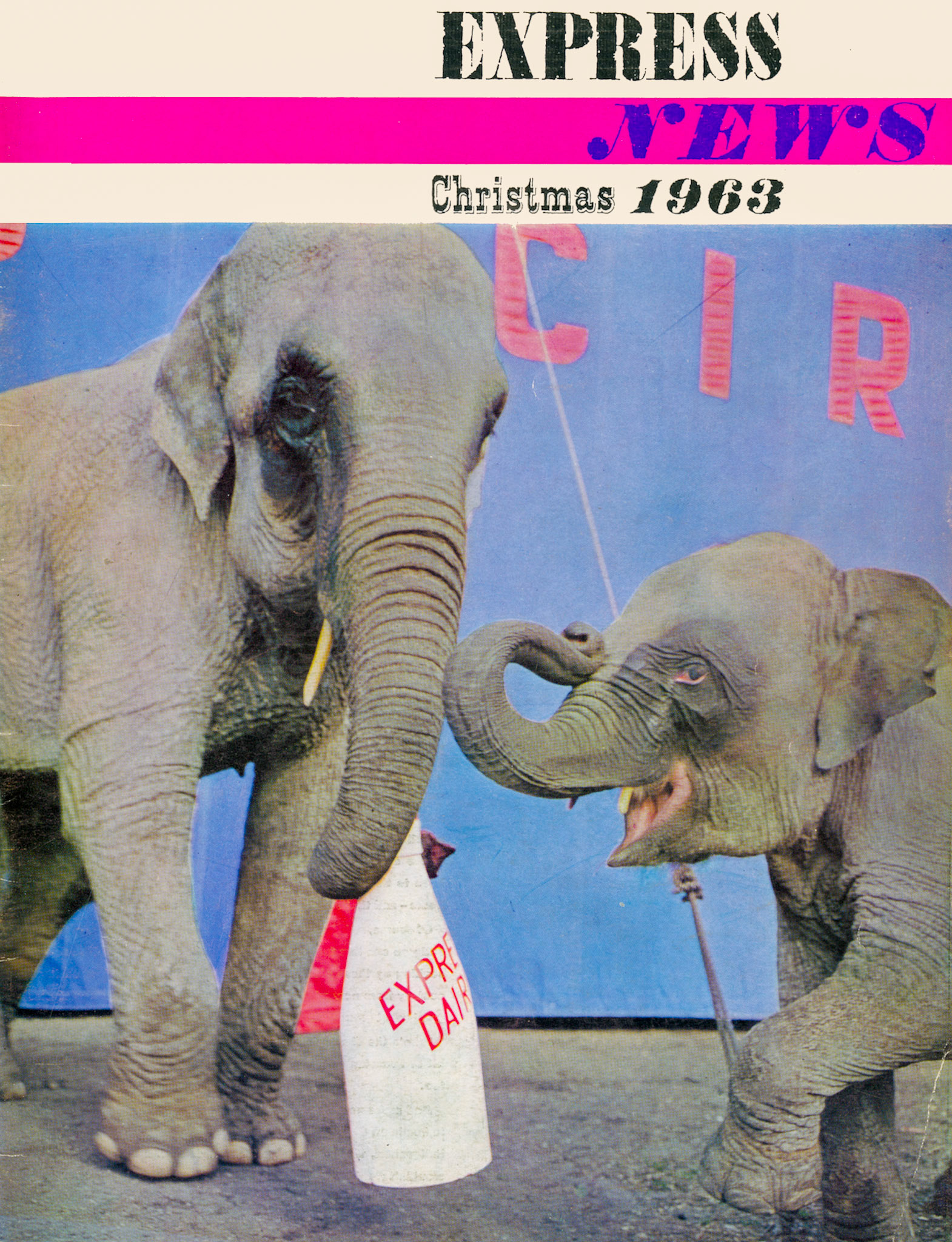 1963 Billy Smart's circus elephants enjoying Express milk. (Express News Front Cover)