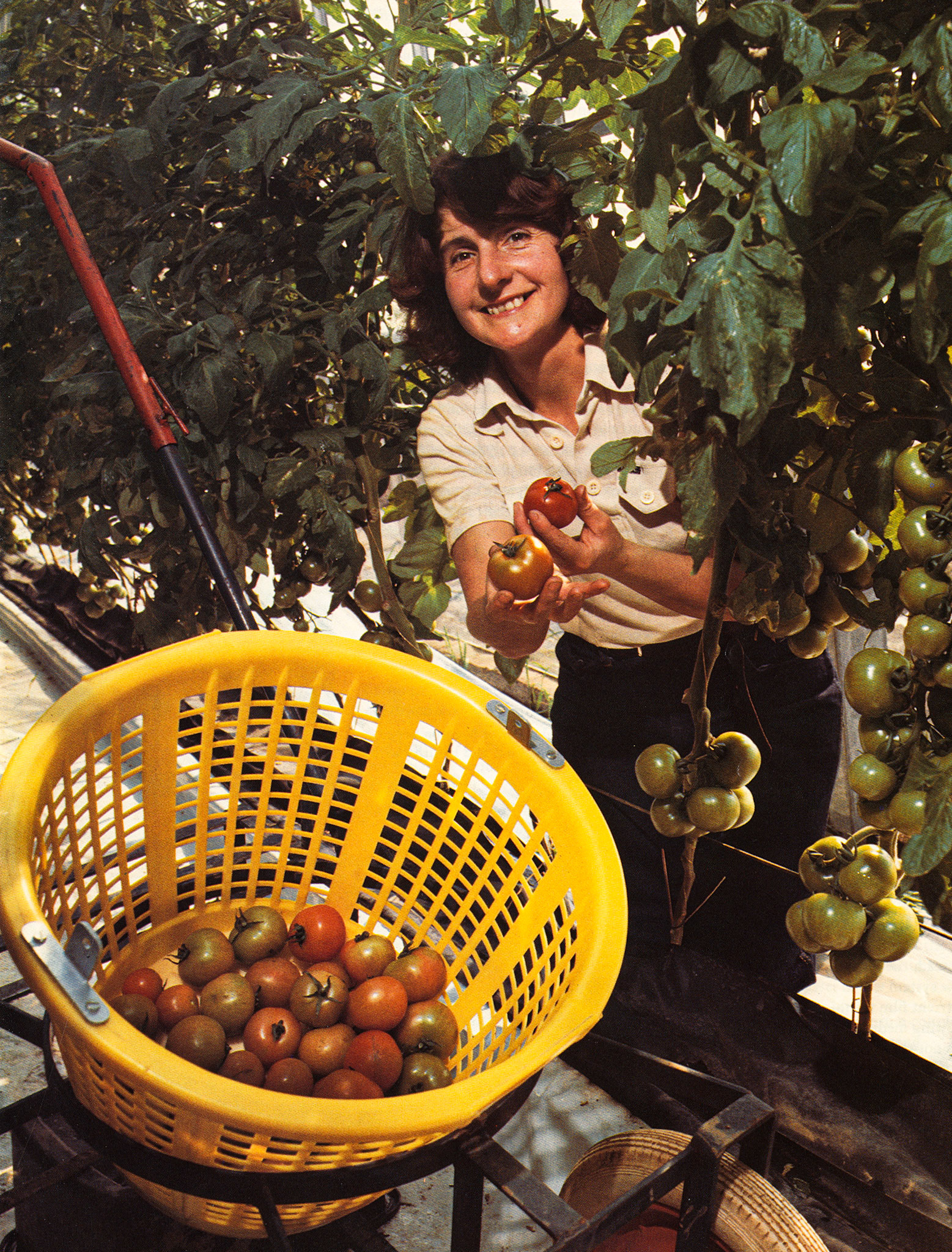1979 Exel Horticultural project at Drax