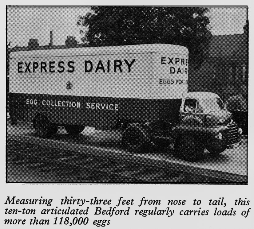 1956 10-ton Bedford used for egg delivery: from album showing 30 years of progress in transport fleet. (Express News July)