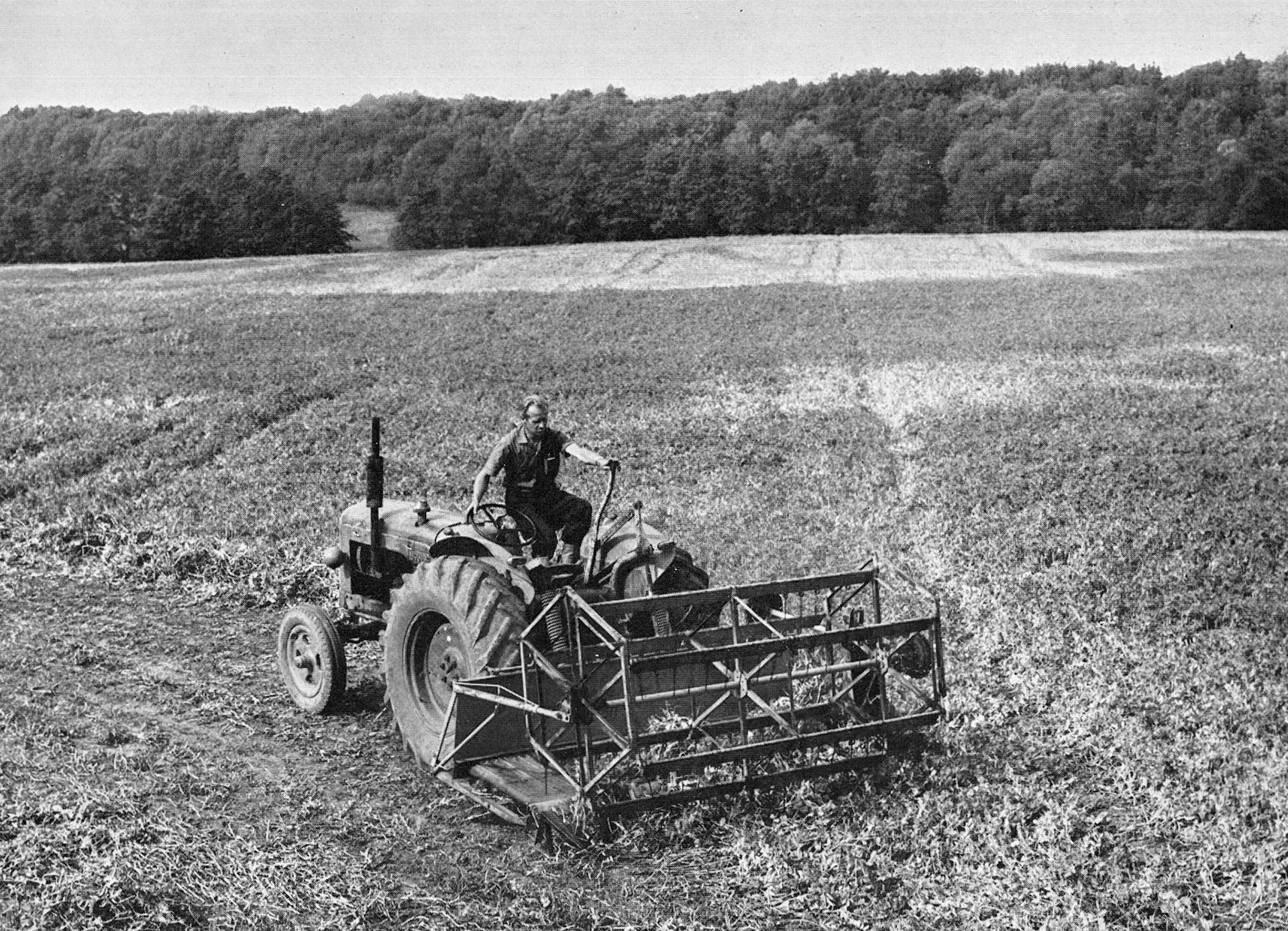 1963 Goldhanger Fruit Farm, Essex. Brian Pavitt comments "Don't know if was later, but peas also came from Lord Rayleigh's farms in Hatfield Peverel, Peter Philpot-Billericay, and Rankin Farms in Rochford. Remember also small tanks of peas from Romney Marsh Viners. I used to sit above the tanks at Rivenhall with ton blocks of ice, chipping away with a hammer and chisel putting ice in the tanks to keep the peas chilled. Aged 14." (Express News Autumn)