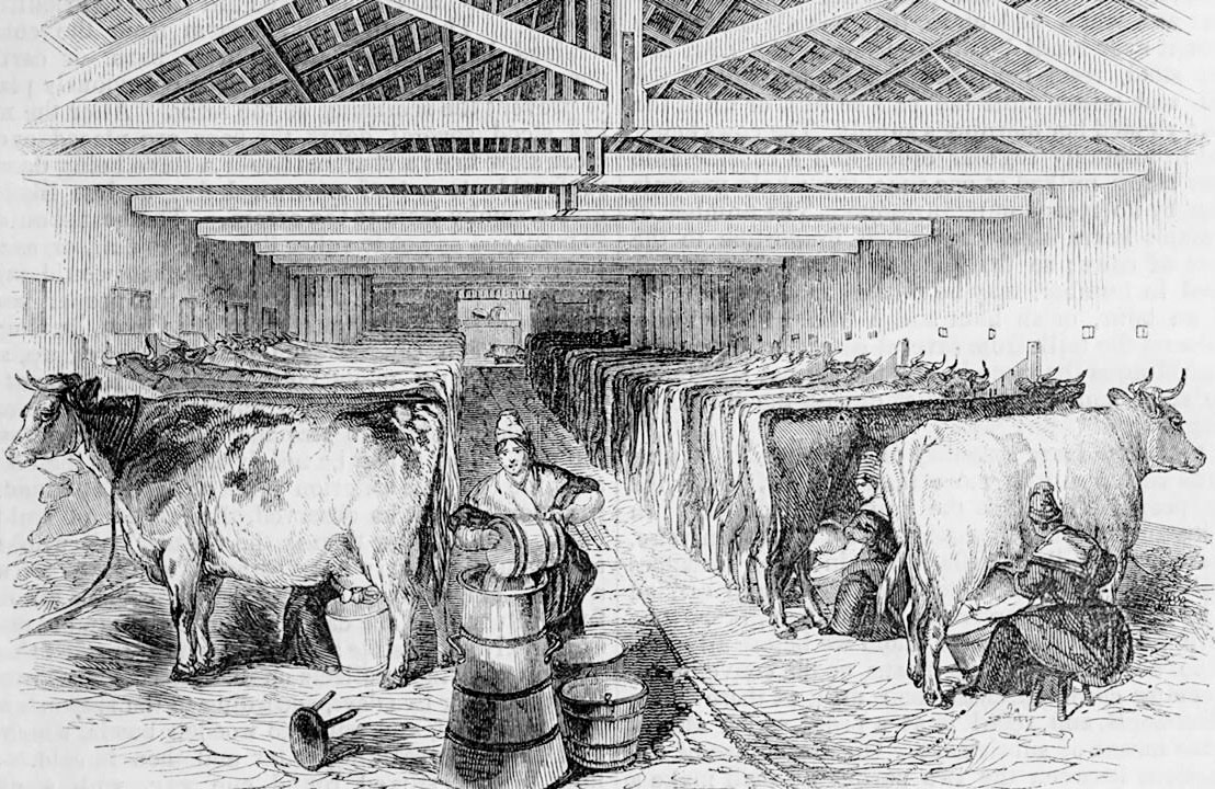 1850'S Typical Urban milking shed. (Courtesy 'On the Milk Train' video, Dr David Turner)