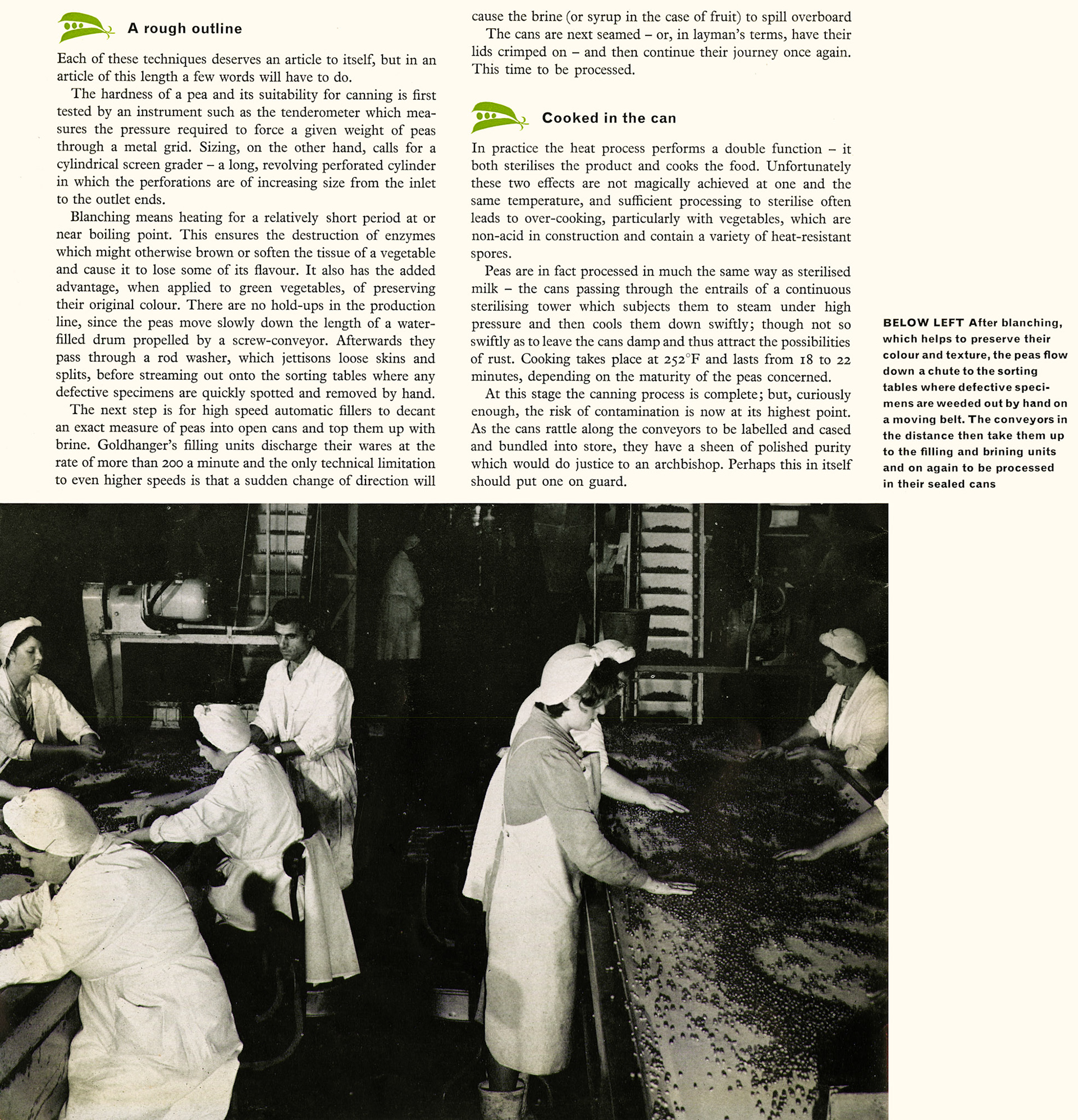 1963 Goldhanger Fruit Farm, Essex. Pea sorting after blanching. (Express News Autumn)