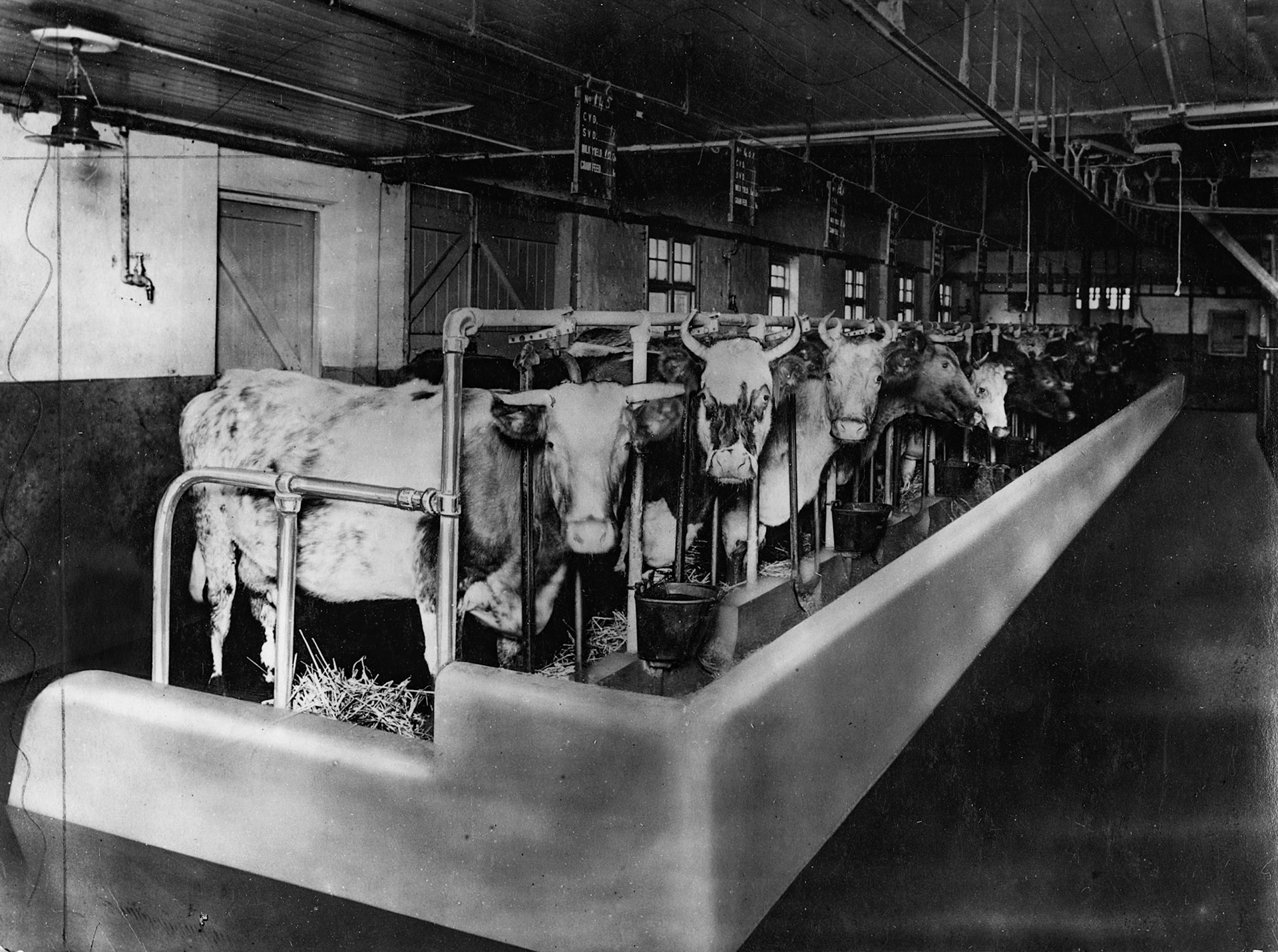 1928 East Cow Standings at College Farm. Annotation on back of print says "Could you lighten this, particularly the roof, and remove the pail from the left hand side?"(Courtesy Paul Smith)