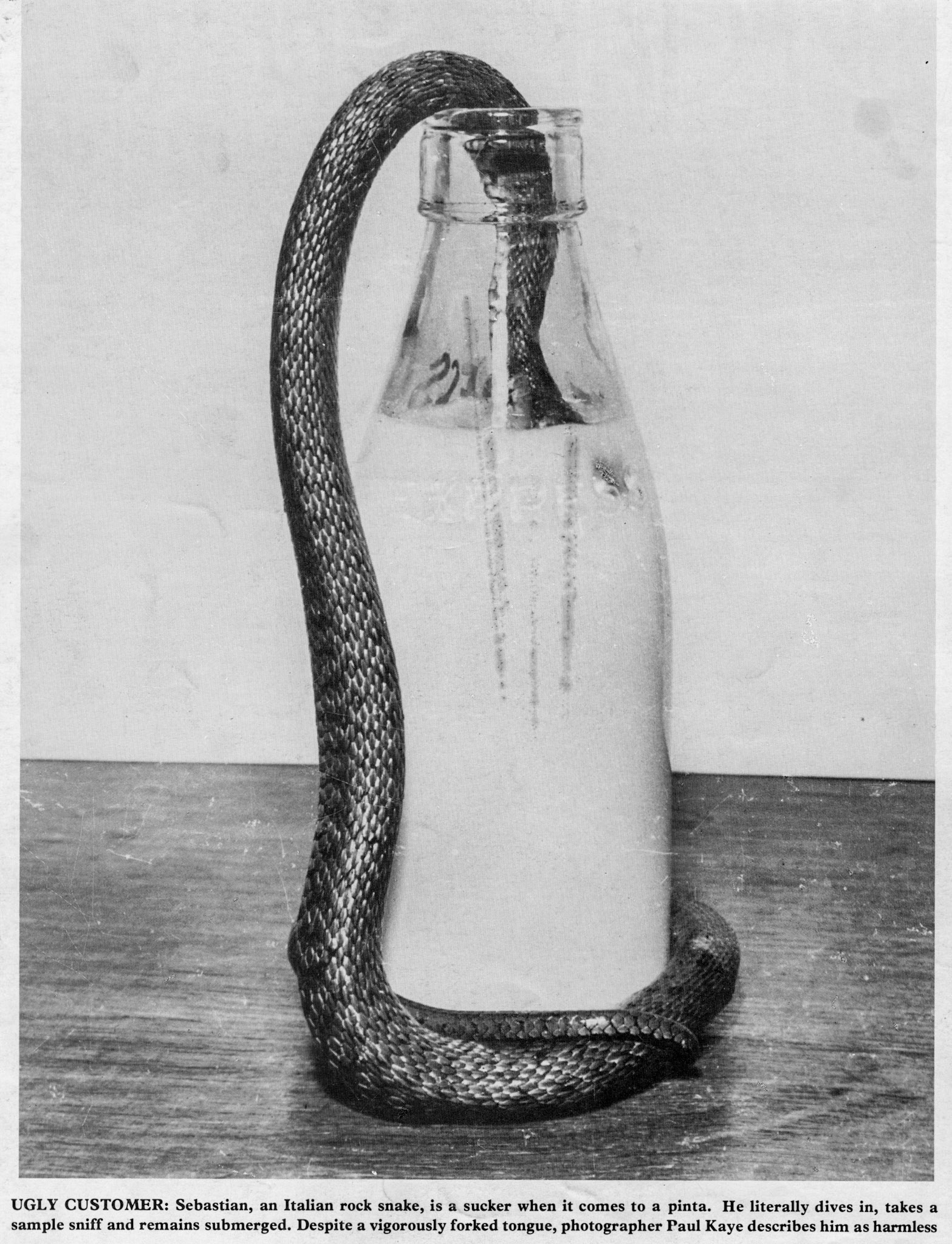 Italian rock snake in a bottle (Why?!)