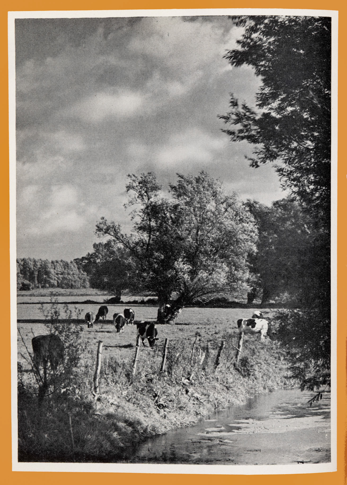 1957 Autumn Back Cover-"Fieldcraft-Far away from the limelight, a dairy herd browse peacefully in the Norfolk meadows."