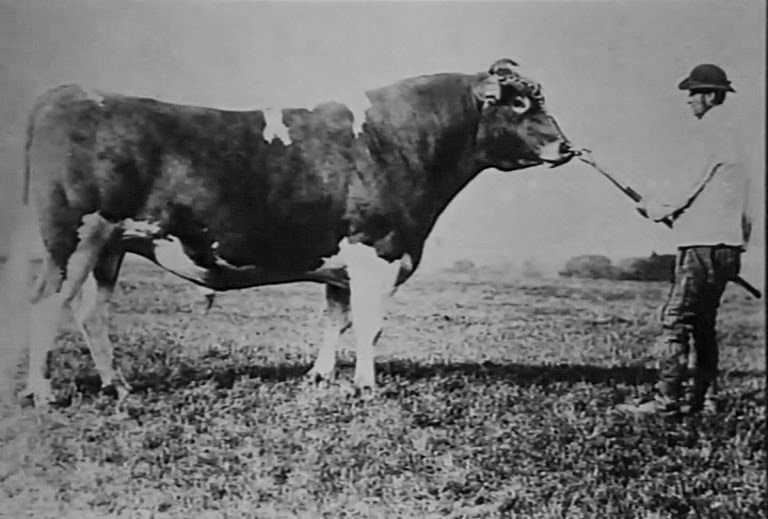 1880s College Farm became an international dairying centre, and also hosted an annual sale of pedigree Guernsey cattle. (Express 125 Years video still)