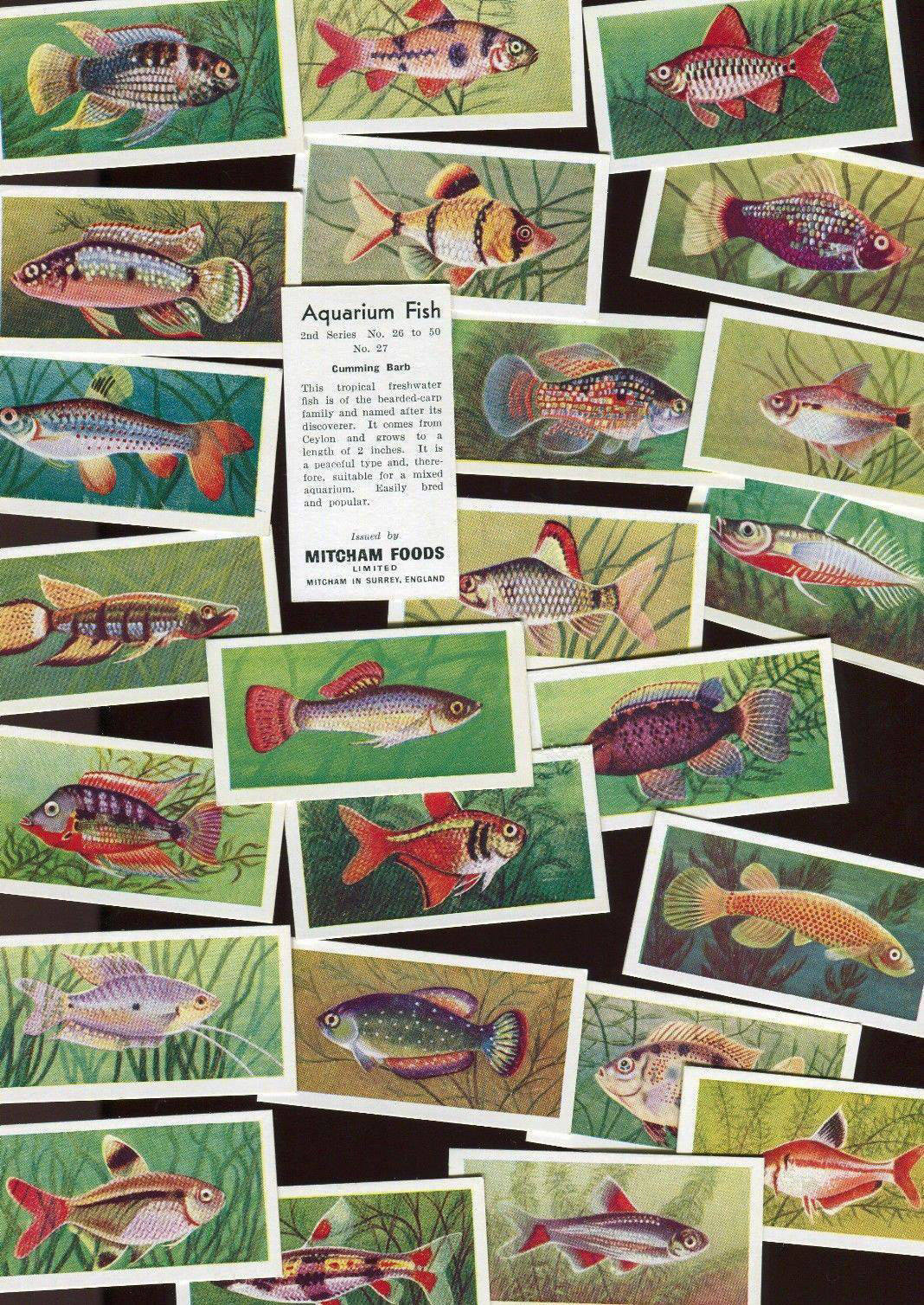 1957 Set of collectors aquarium fish cards, Mitcham Foods (Courtesy Martin Greshoff)