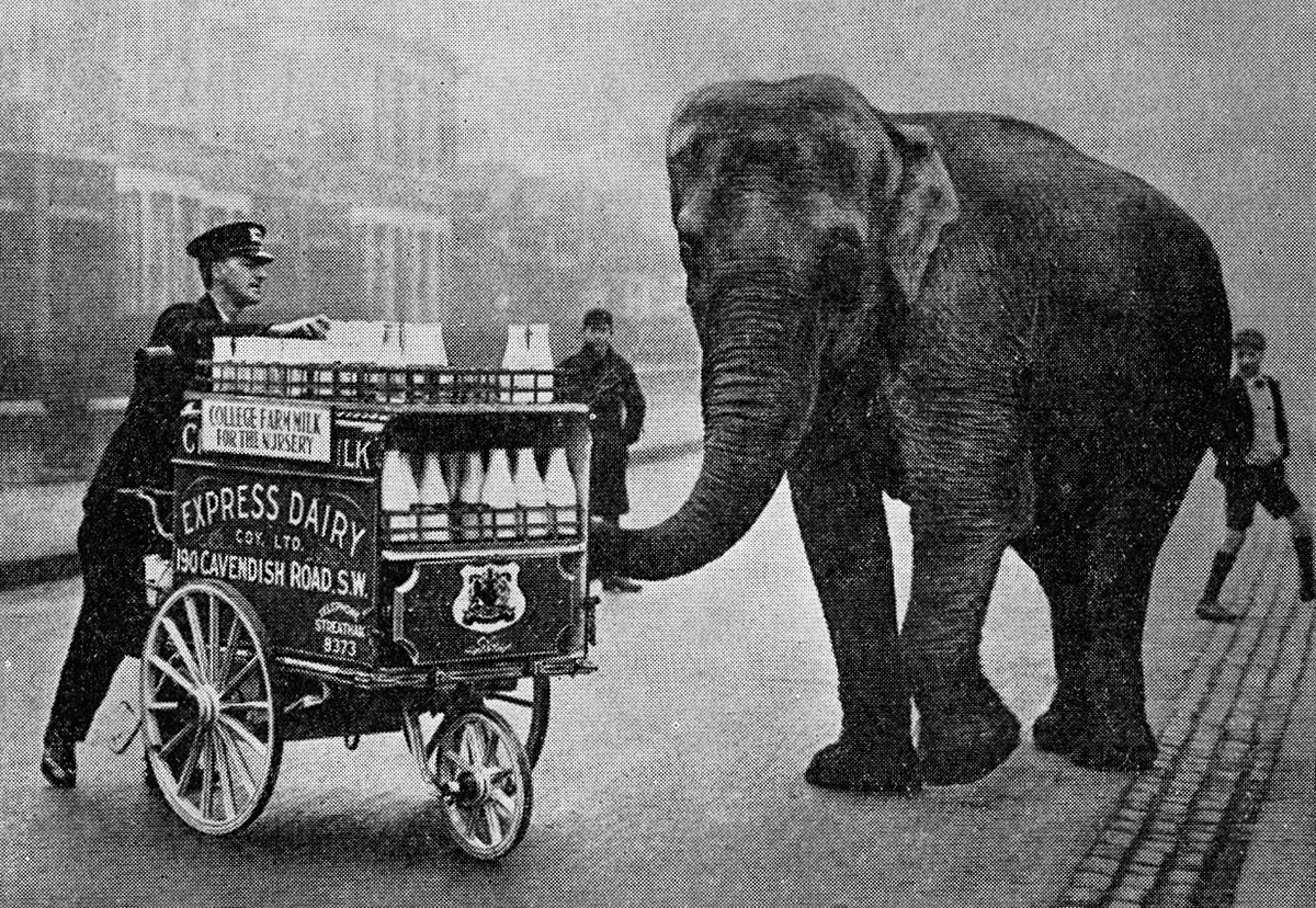 1933 Elephant from a circus on Clapham Common. (1960 Picture Set from Express News Christmas edition)
