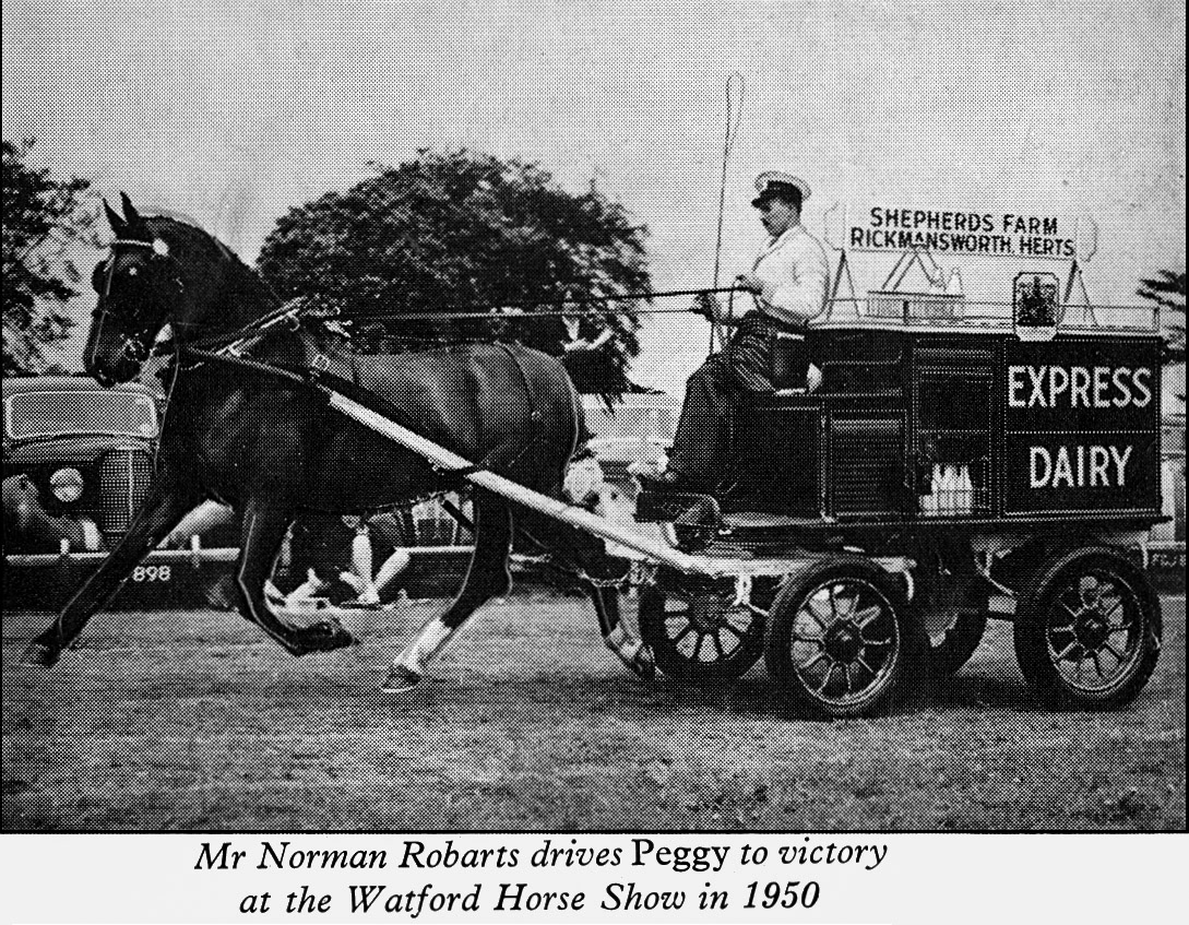 1950 Norman Robarts driving 'Peggy' at the Watford Horse Show. (Express News October 1959)