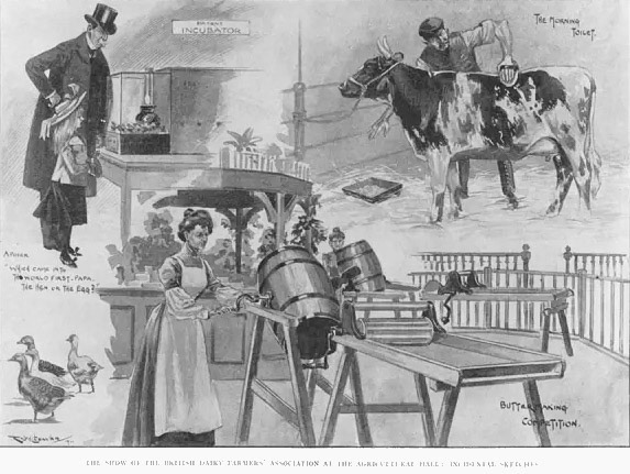 1901 British Dairy Farmers Association exhibit at the Agricultural Hall, published in the Illustrated London News, 12 October (Courtesy Look and Learn / Peter Jackson Collection)