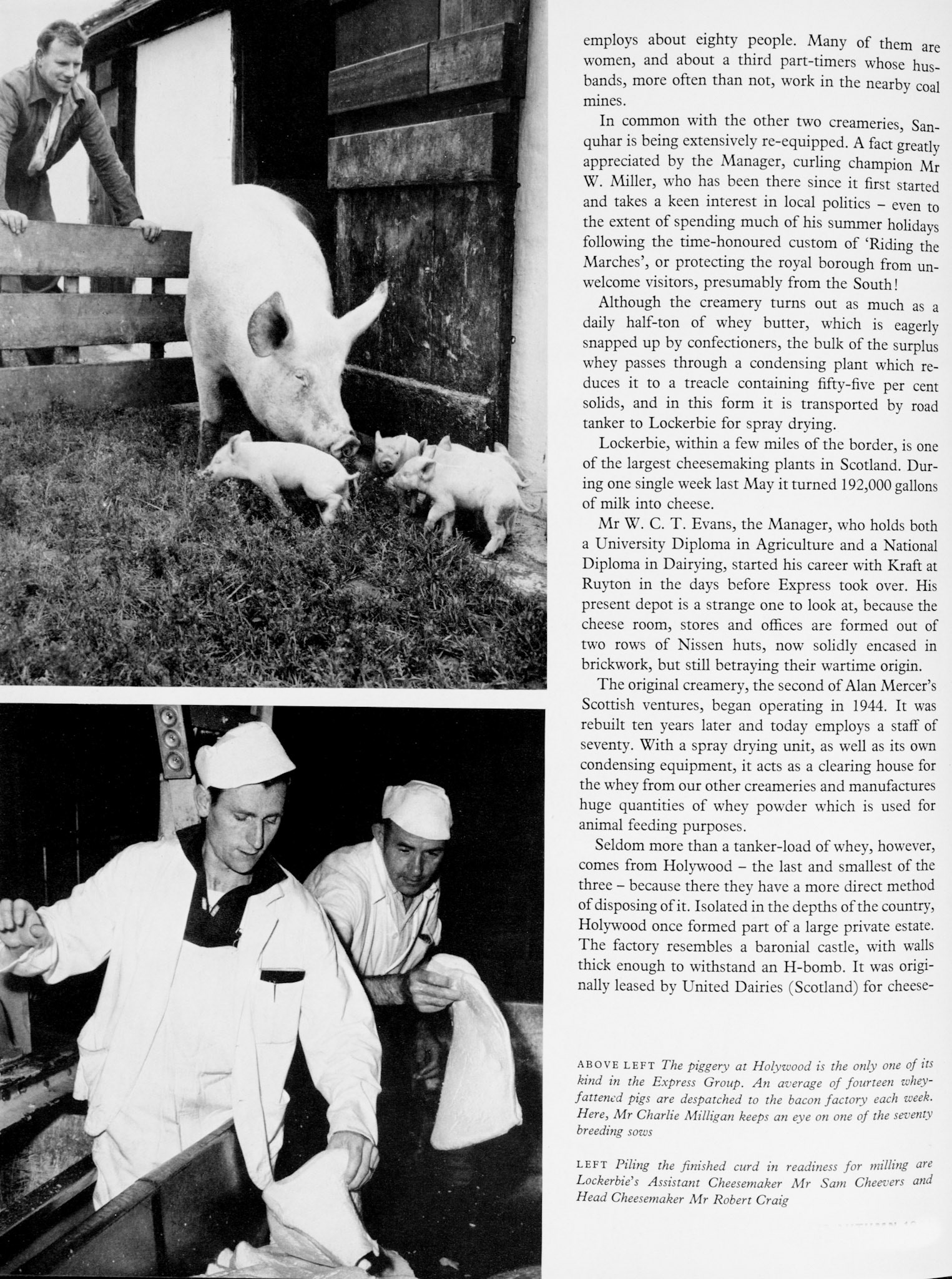 1961 History of the Scottish Division explained. Sanquhar is being re-equipped whilst Lockerbie, managed by Mr W.C.T. Evans (ex-Ruyton), is one of the largest Scottish cheesemaking plants and also has spray drying. Lockerbie opened in 1944, again by Alan Mercer. Holywood is also discussed, complete with pig farm to dispose of the whey. (Express News Autumn)