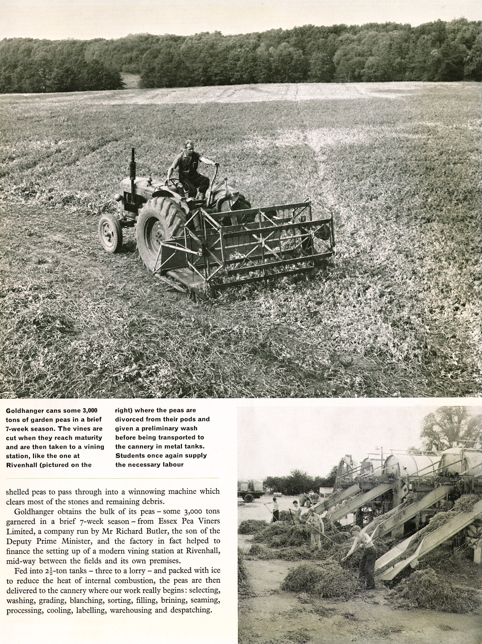 1963 Goldhanger Fruit Farm, Essex. Brian Pavitt comments "Don't know if was later, but peas also came from Lord Rayleigh's farms in Hatfield Peverel, Peter Philpot-Billericay, and Rankin Farms in Rochford. Remember also small tanks of peas from Romney Marsh Viners. I used to sit above the tanks at Rivenhall with ton blocks of ice, chipping away with a hammer and chisel putting ice in the tanks to keep the peas chilled. Aged 14." (Express News Autumn)