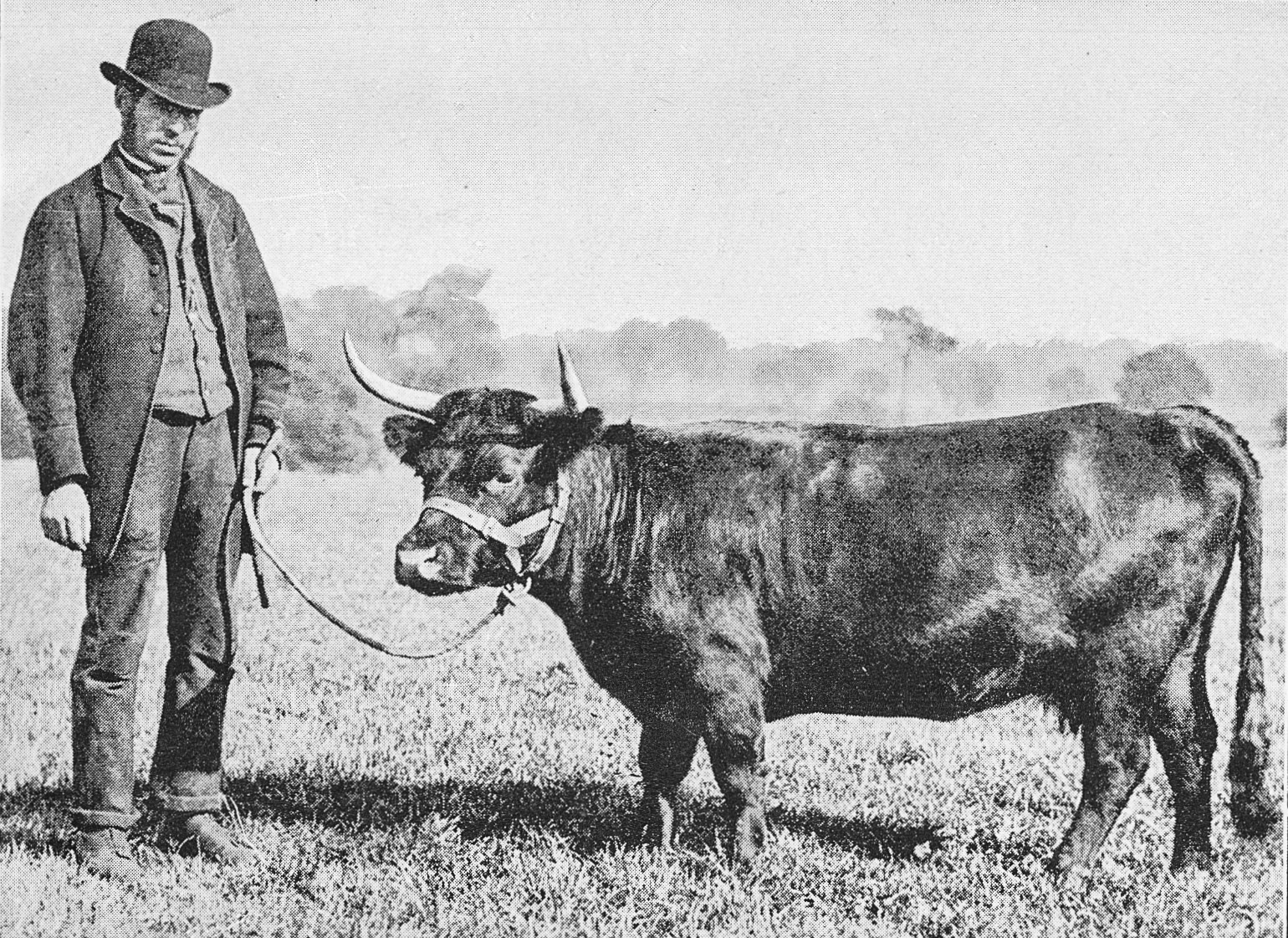 1893 'Kathleen' Miniature Dexter Kerry Cow, exhibited at the International Health Exhibition. From 'Souvenir from Finchley' (Courtesy Brian Wastell)