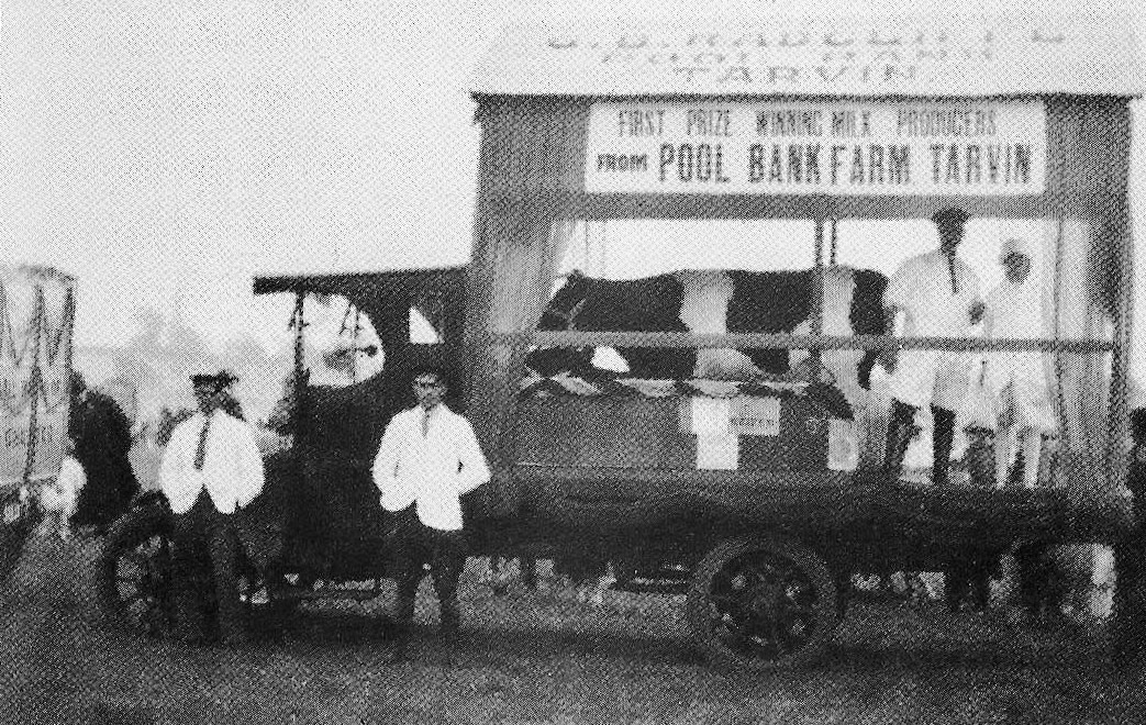 1930's? Mr G B Ratcliffe showing one of his prize winning cattle at Chester Race Course. (Courtesy Barry Page)