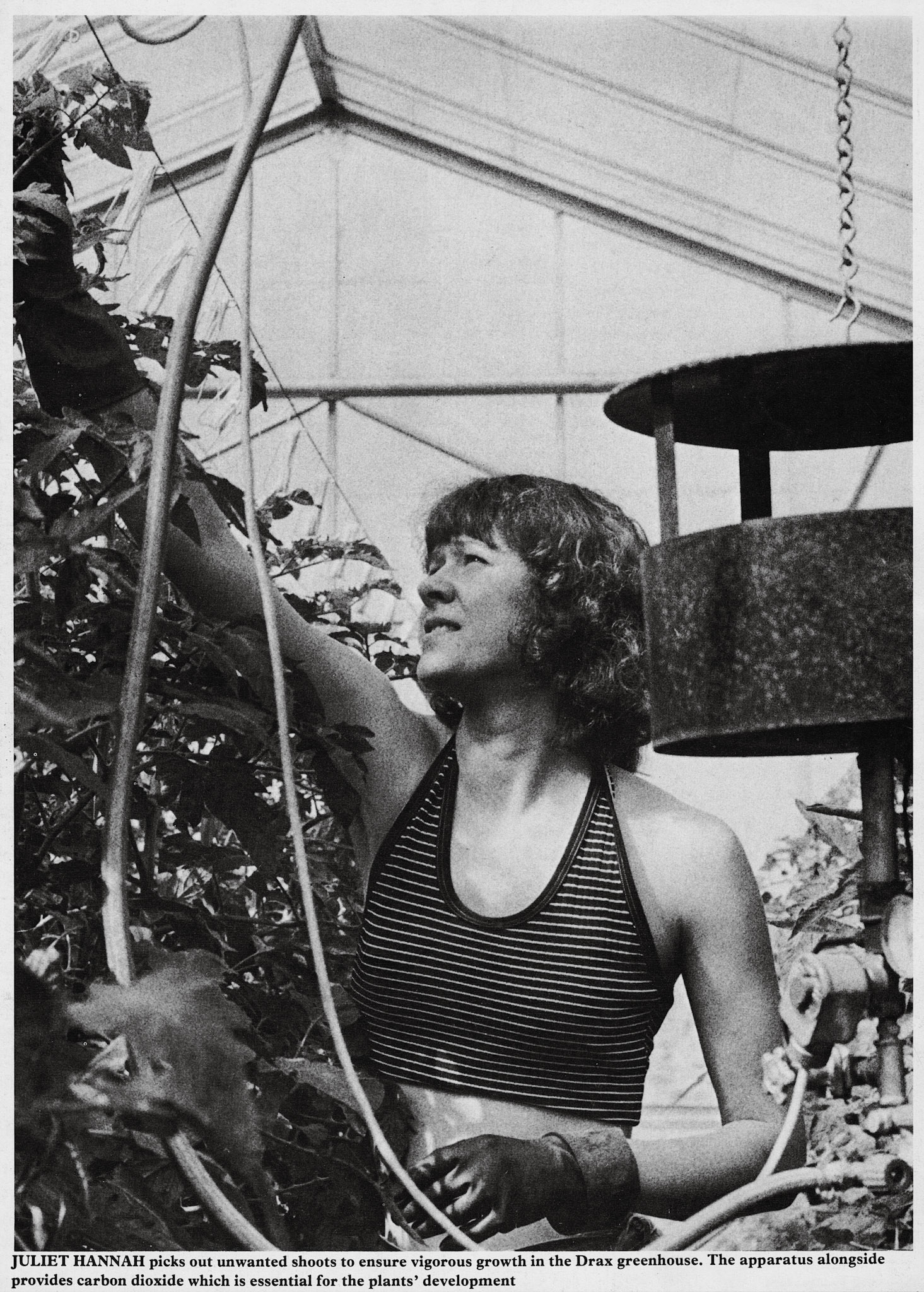 1979 Exel Project-Julie Hannah picks out unwanted shoots to ensure vigorous growth in the Drax greenhouse