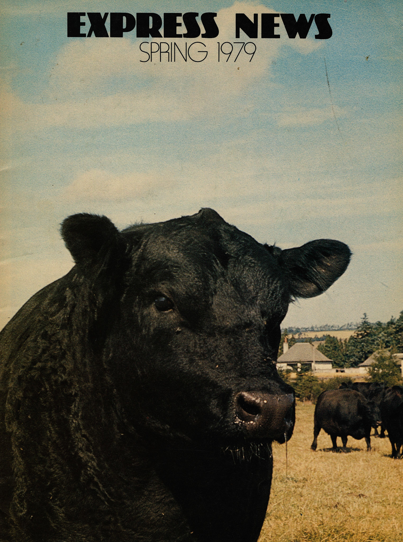 1979 Aberdeen Angus bull