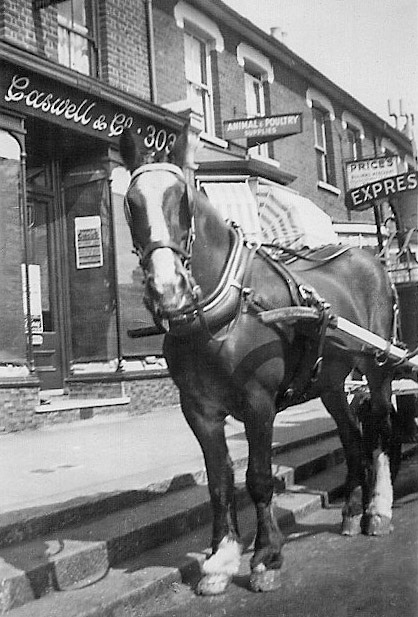 1950's? Express horsedrawn delivery outside 303 Regent's Park Road, Finchley. (Courtesy Tessa Allen)