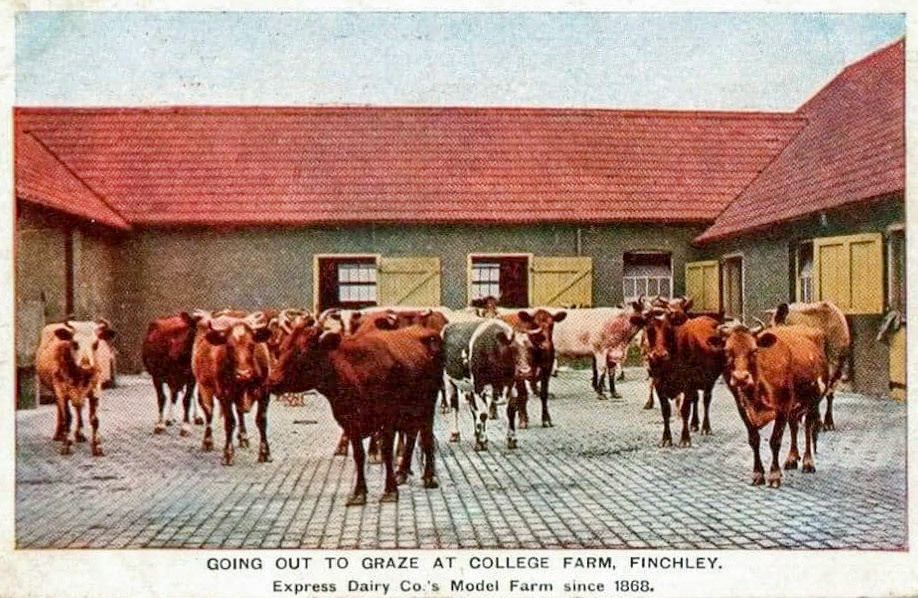 College Farm Margaret Kitsiou comments "No date on this photo, but when I worked there from 1963 to 1969 they were let out every spring to spend the summer in the field." (Courtesy  Margaret Kitsiou)