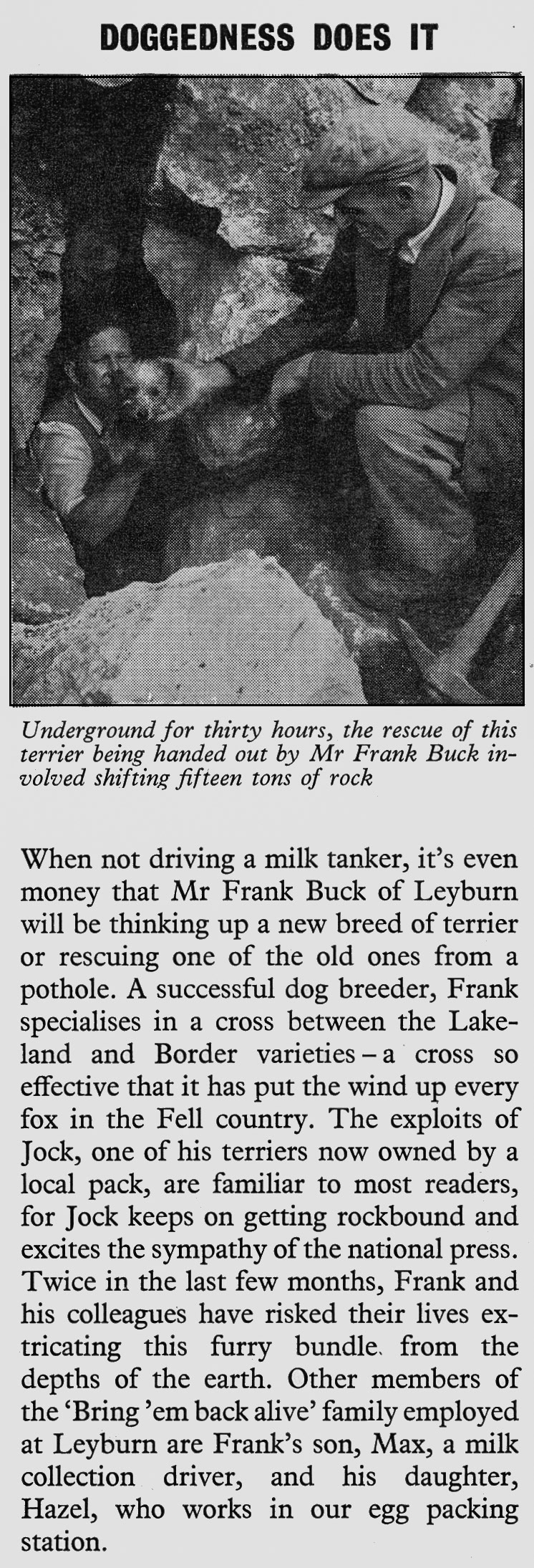 1957 Leyburn driver Frank Buck rescuing his terrier. Max Buck also works at the creamery on milk collection, and Hazel Buck works in egg packing. (Express News March)
