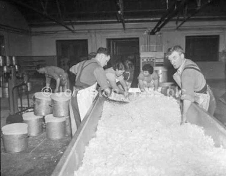 1955 Cheesemaking at Northern Wholesale Dairies Ltd, Sanquhar. (Courtesy The Scotsman, Johnstone Press)