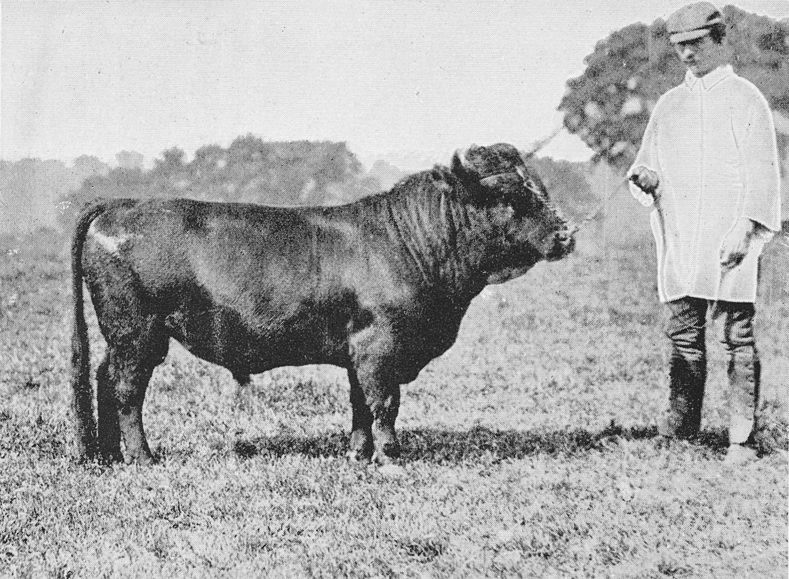 1893 'Lord Paddy' Dexter Kerry Bull, 37 inches high. His Sire, 'Limelight' won the Queen's Gold Medal at the Royal Jubilee Show at Windsor, aand his Dam, 'Mavourneed', Second Prize at the Dairy Show. From 'Souvenir fromFinchley' (Courtesy Brian Wastell)