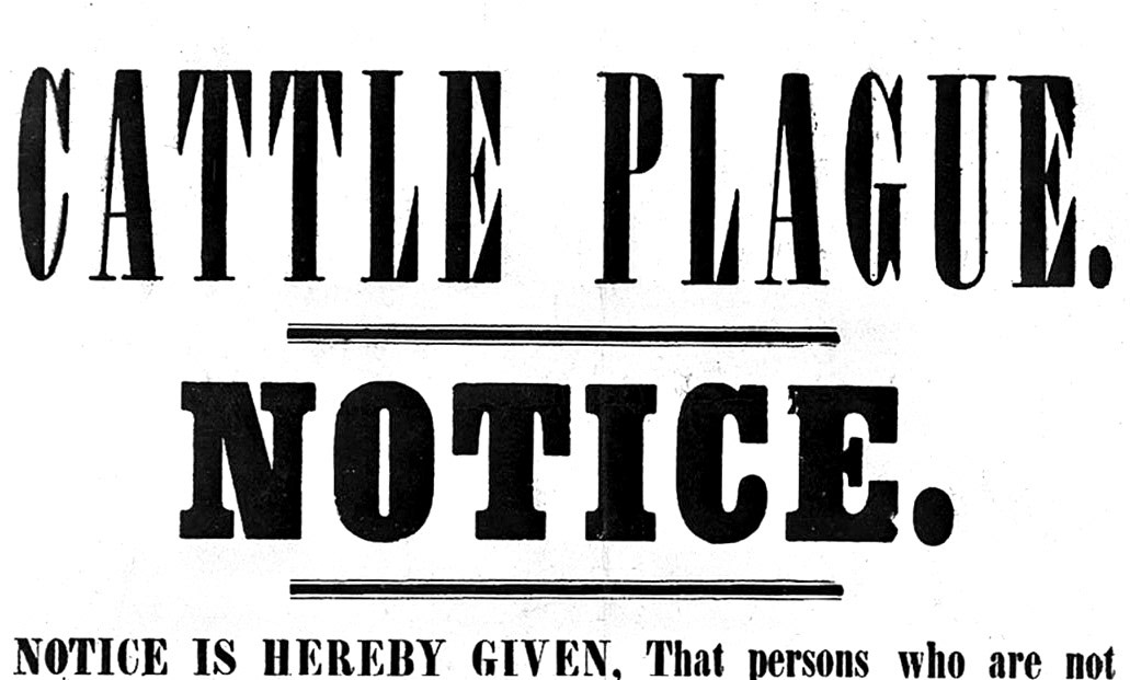 1865 Cattle plague in London seriously affected supply. (Courtesy 'On the Milk Train' video, Dr David Turner)