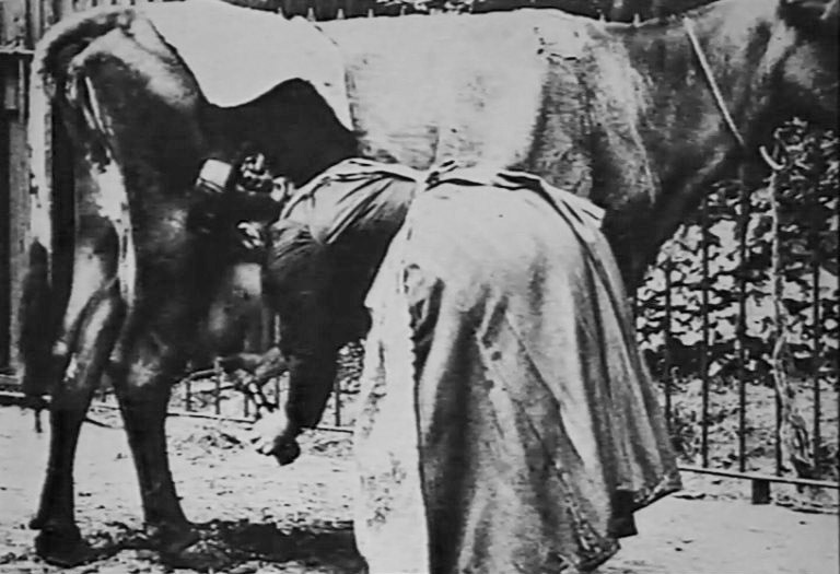 1880s College Farm became an international dairying centre, and also hosted an annual sale of pedigree Guernsey cattle. (Express 125 Years video still)