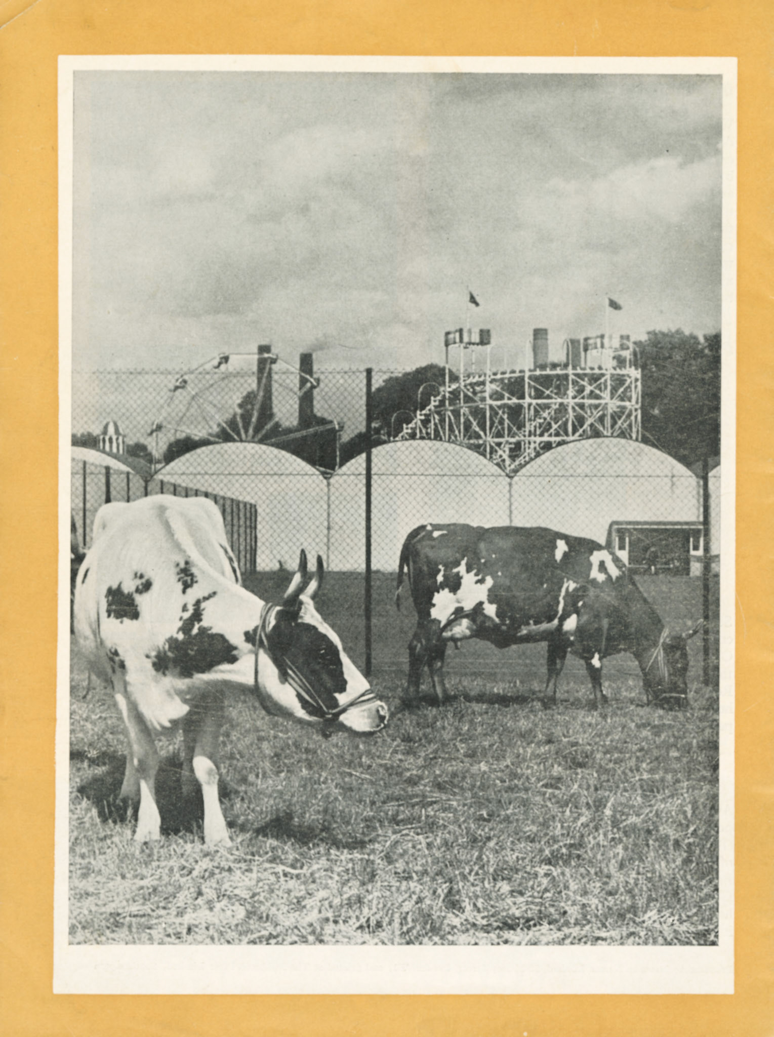 1956 Ayrshires from College Farm enjoy a peaceful graze in the Festival Gardens at Battersea