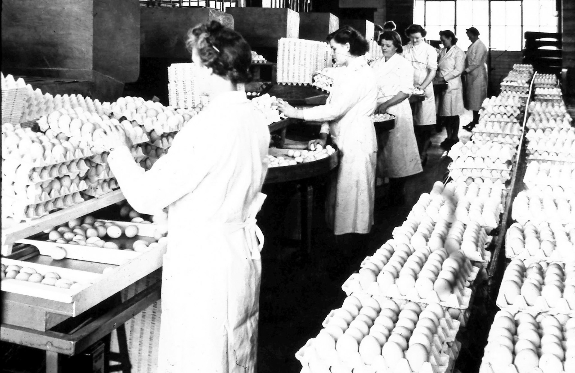 1950's? Appleby egg packing station. (Courtesy and comments by David Rooke)