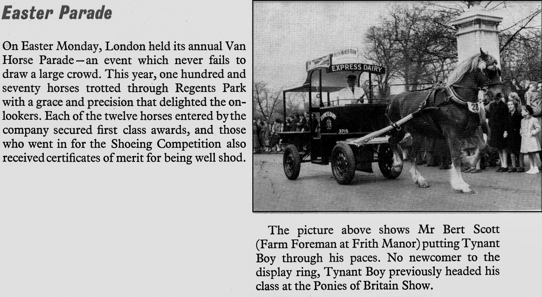 1956 Bert Scott, Farm Foreman at Frith Manor Farm, showing 'Tynant Boy' at the Easter Parade in London. (Express News July)